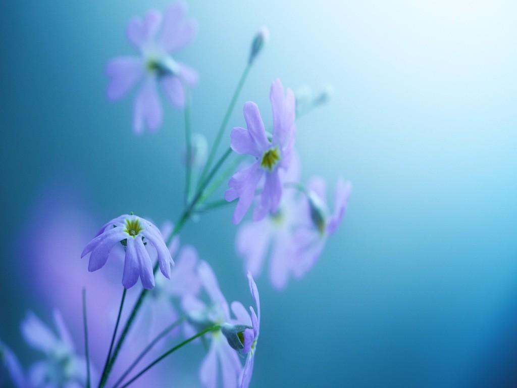 Little Flower Wallpapers - Wallpaper Cave