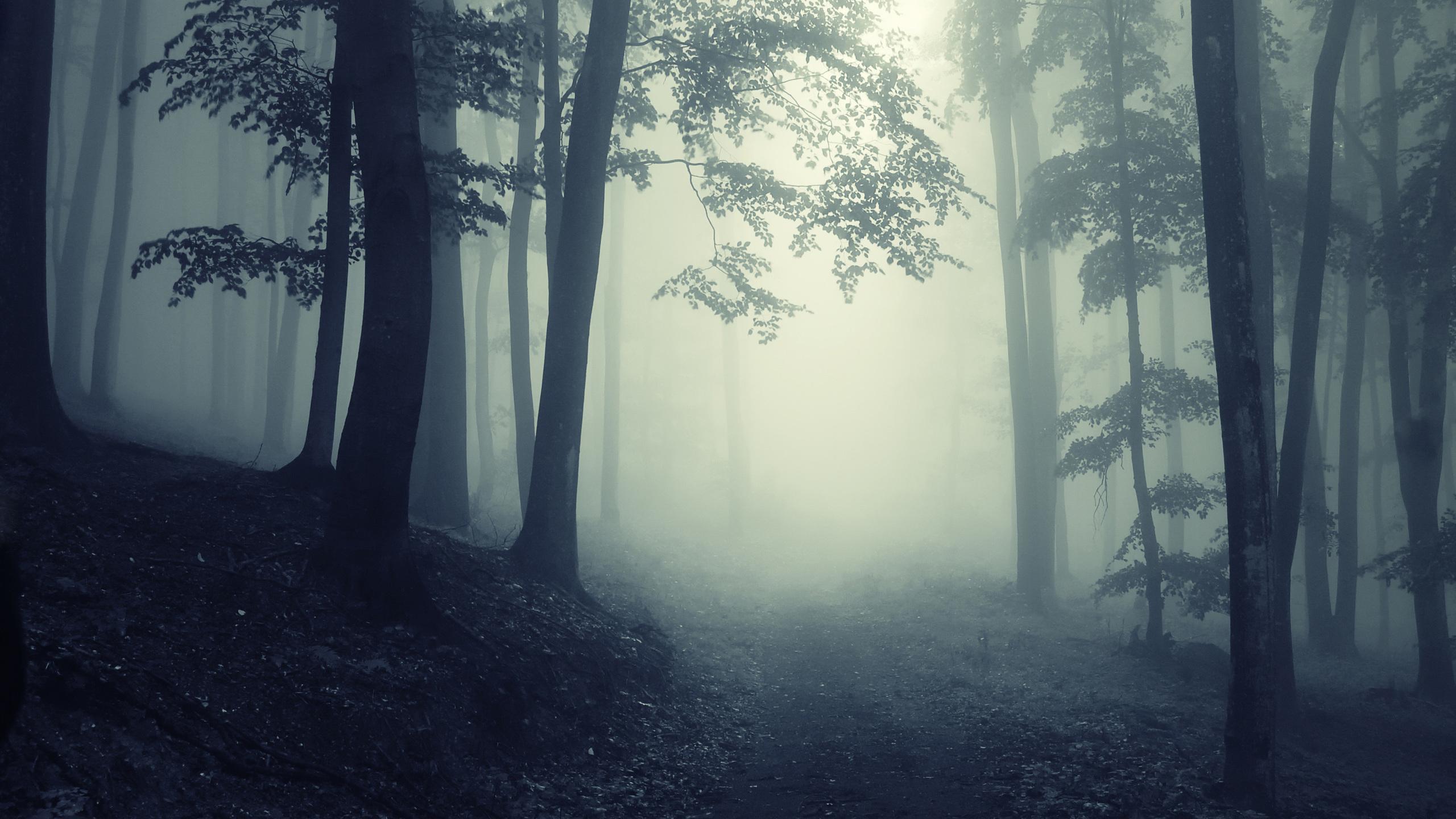 Misty Forest Road Wallpapers - Wallpaper Cave