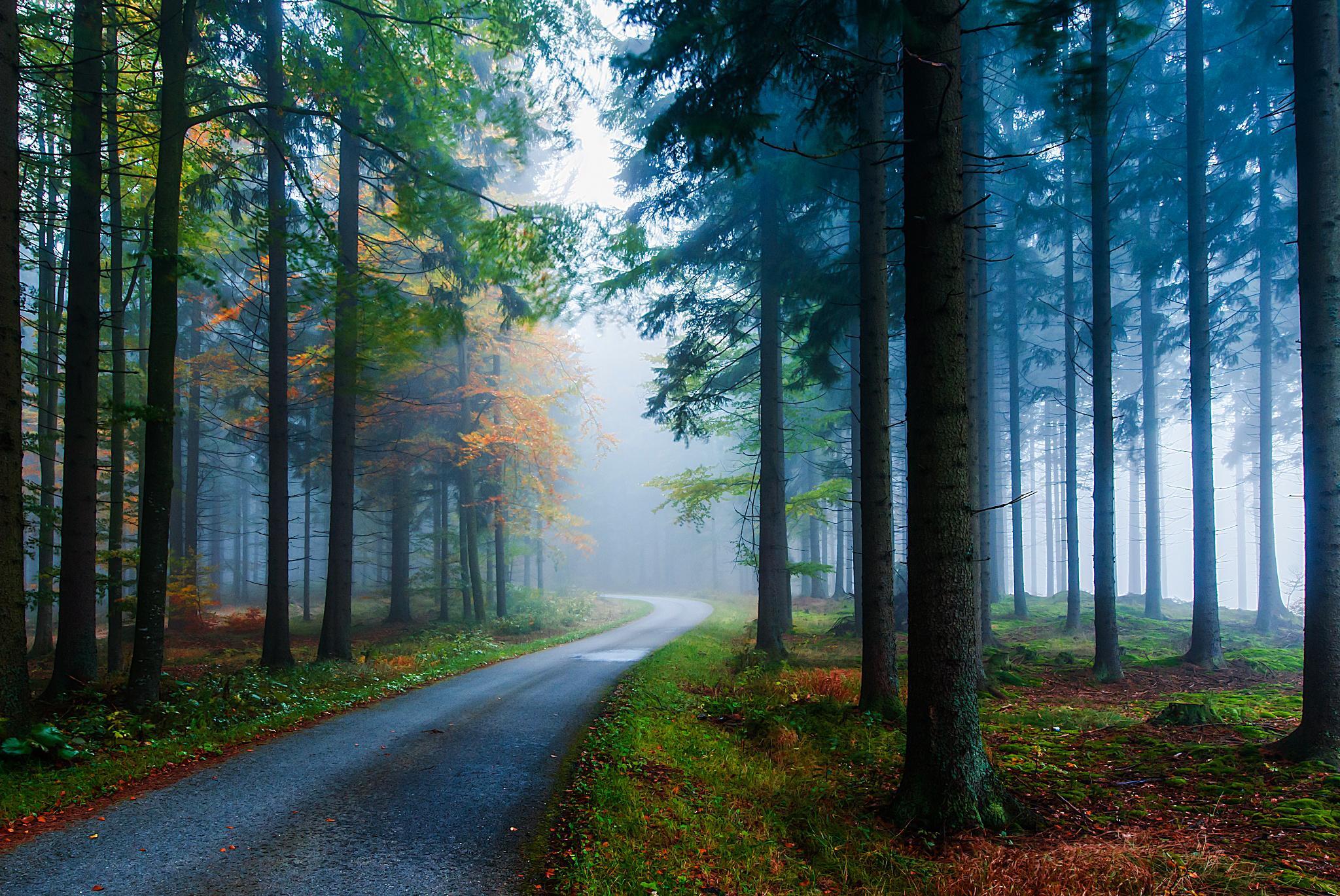 Forest Road on Misty Morning HD Wallpaper. Background Image
