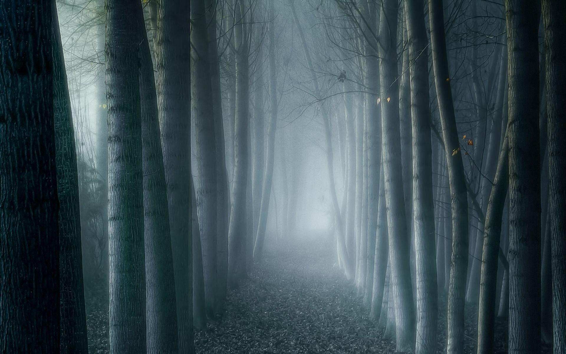 Foggy Forest Road Wallpaper