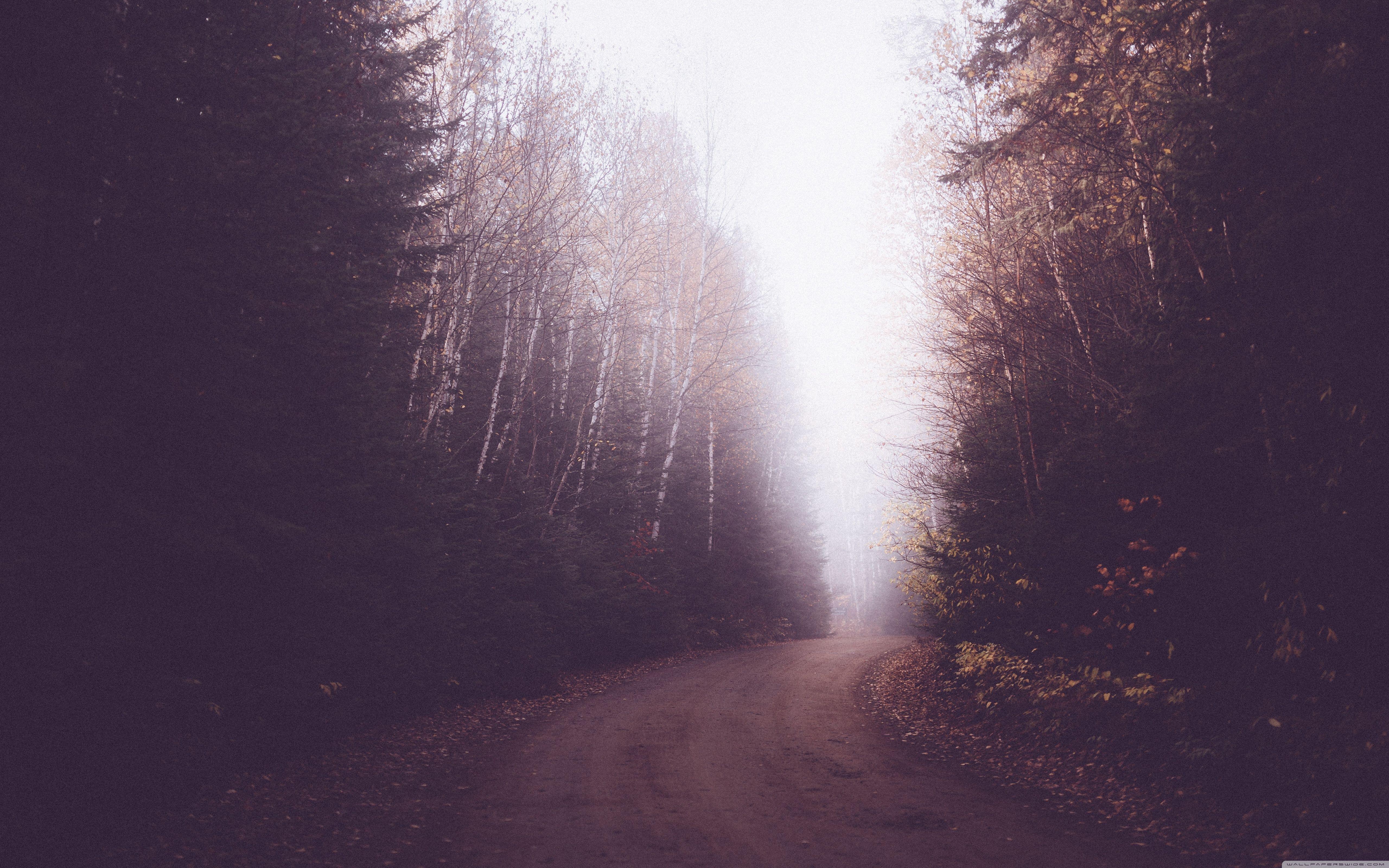 Foggy Forest Road Wallpaper