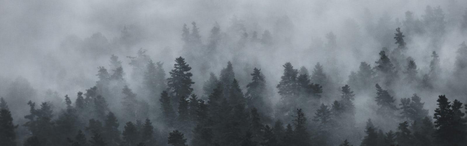 Forest Mist best free mist, forest, fog and foggy photo