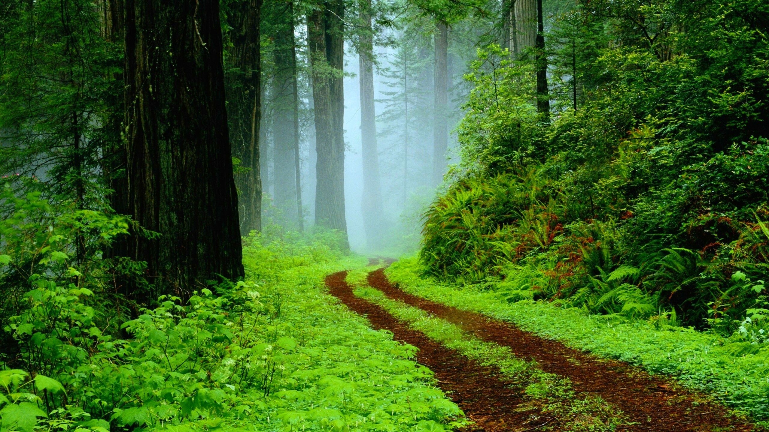 Path in Misty Forest HD Wallpapers