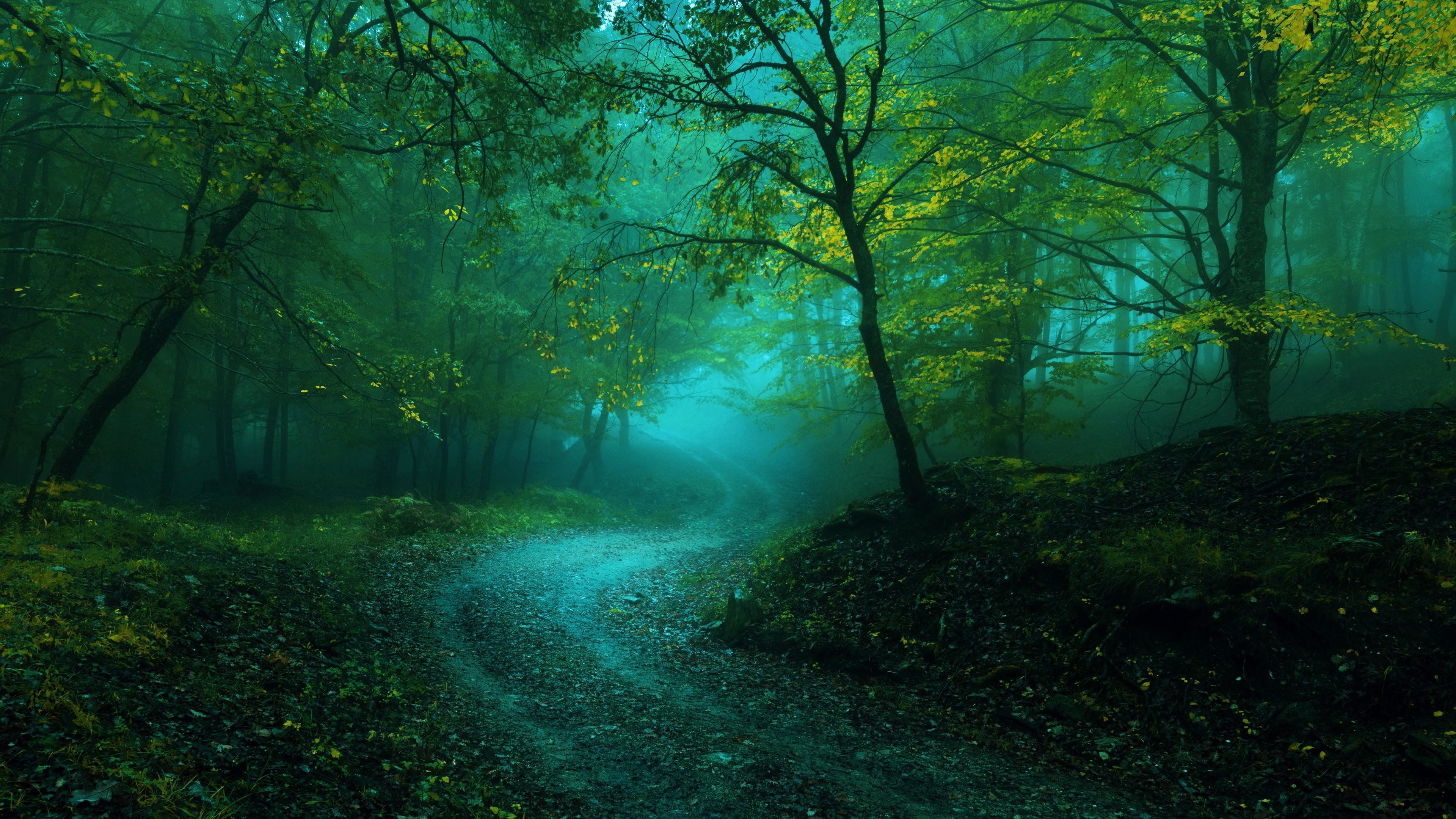 Misty Forest Road Wallpaper