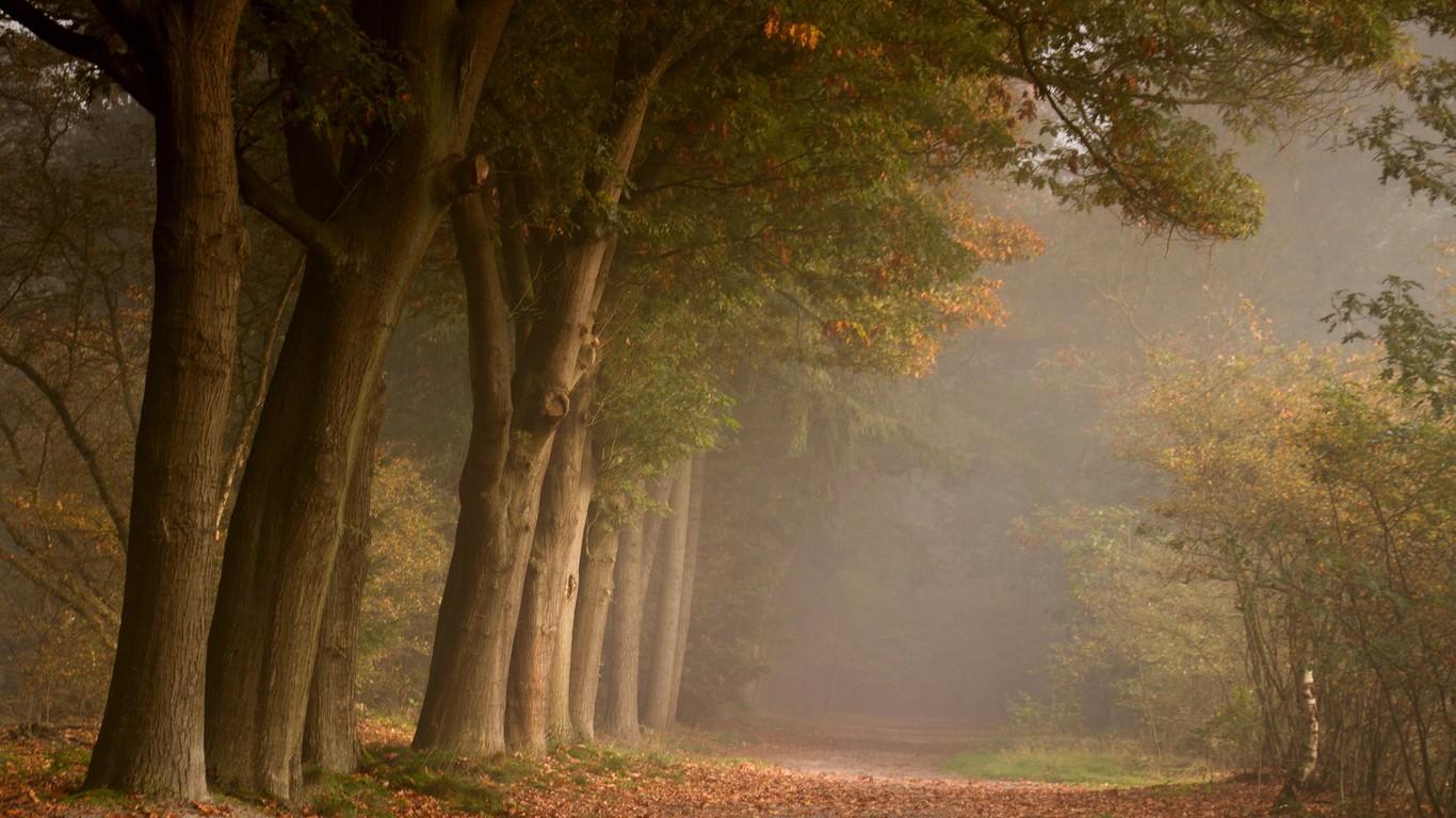 Forests Beautiful Misty Mist Forest Lovely Trees Road Foliage Path