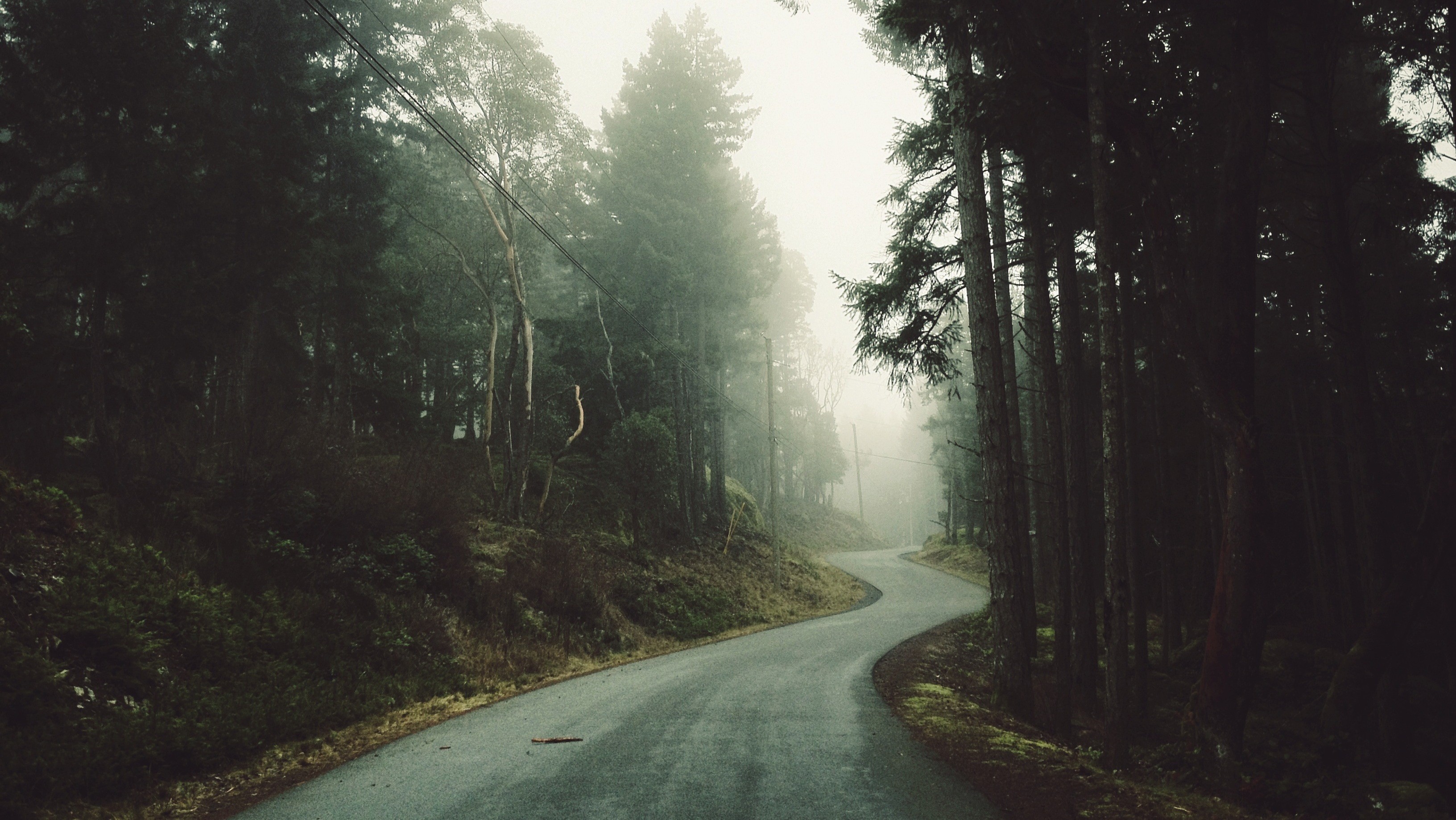 Forest road Wallpaper