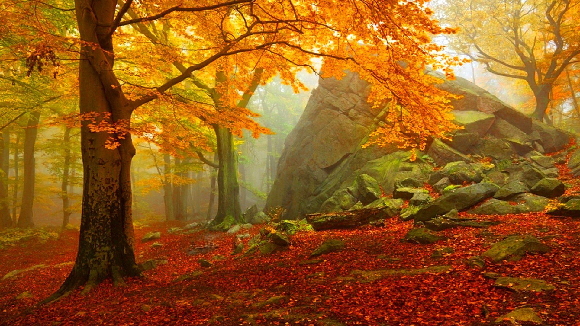 Autumn Tag wallpaper: Foggy Forest Autumn Leaves Wallpaper