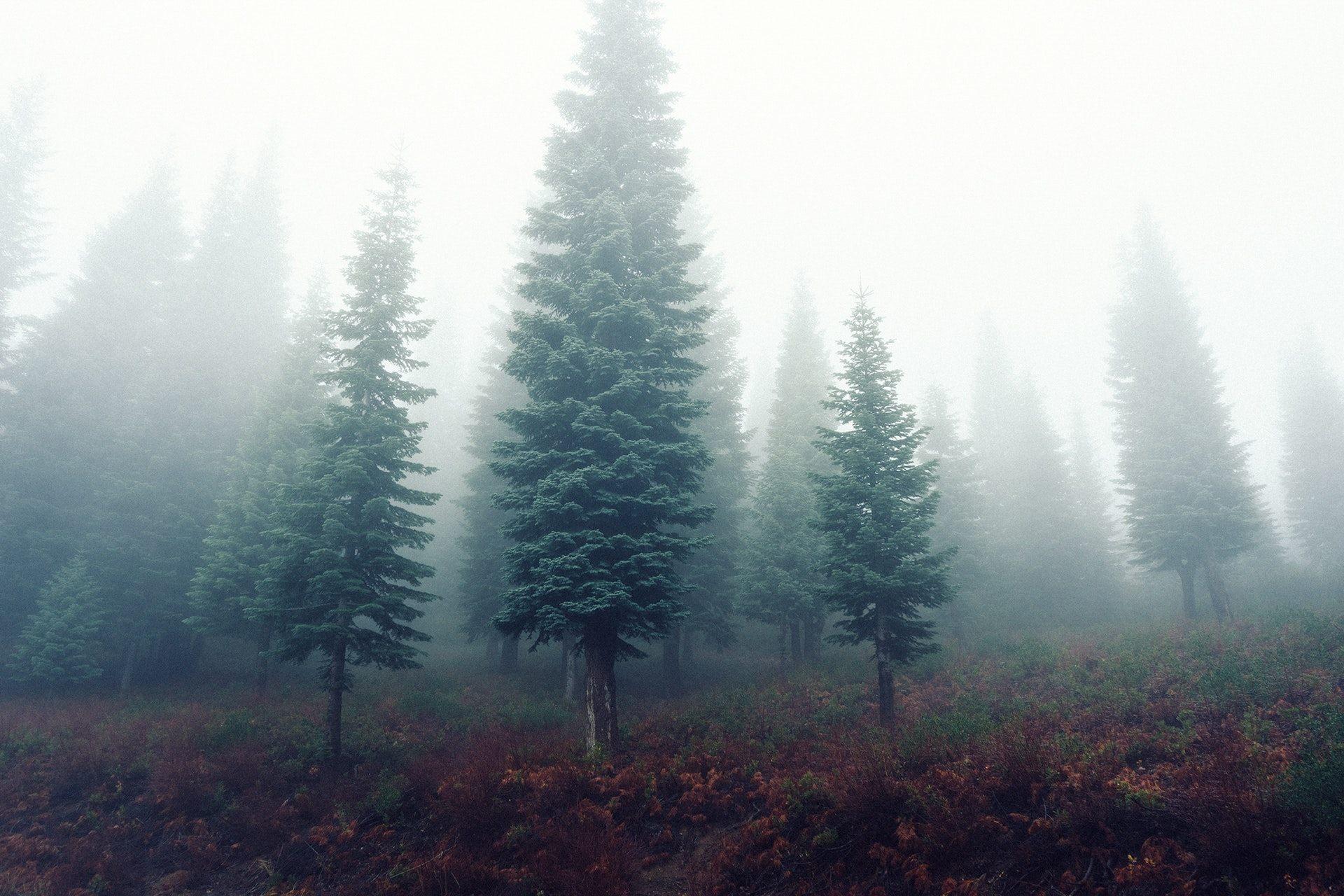 Misty Forest Wallpaper 50 HD Free Image to Download