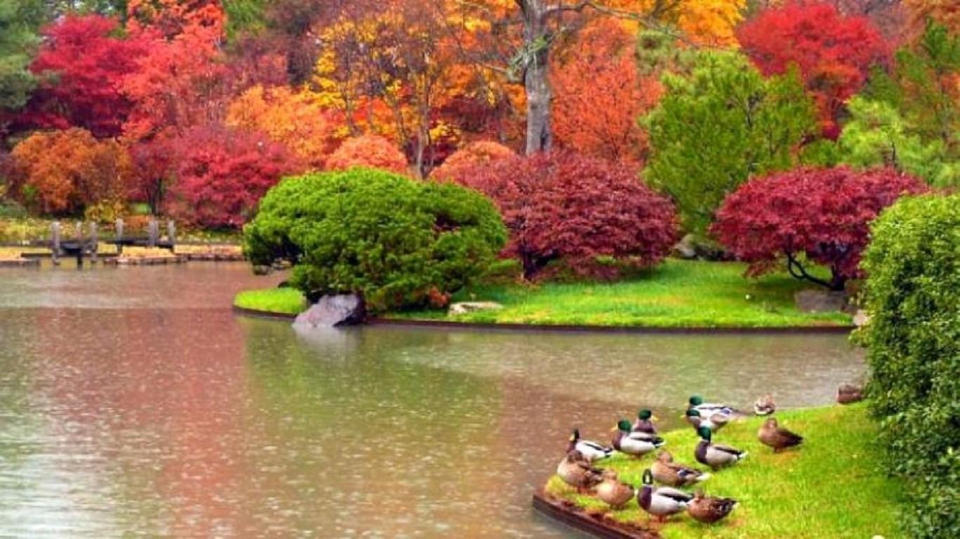 Other Autumn Park Garden Lake Nature Ducks Wallpaper For Desktop