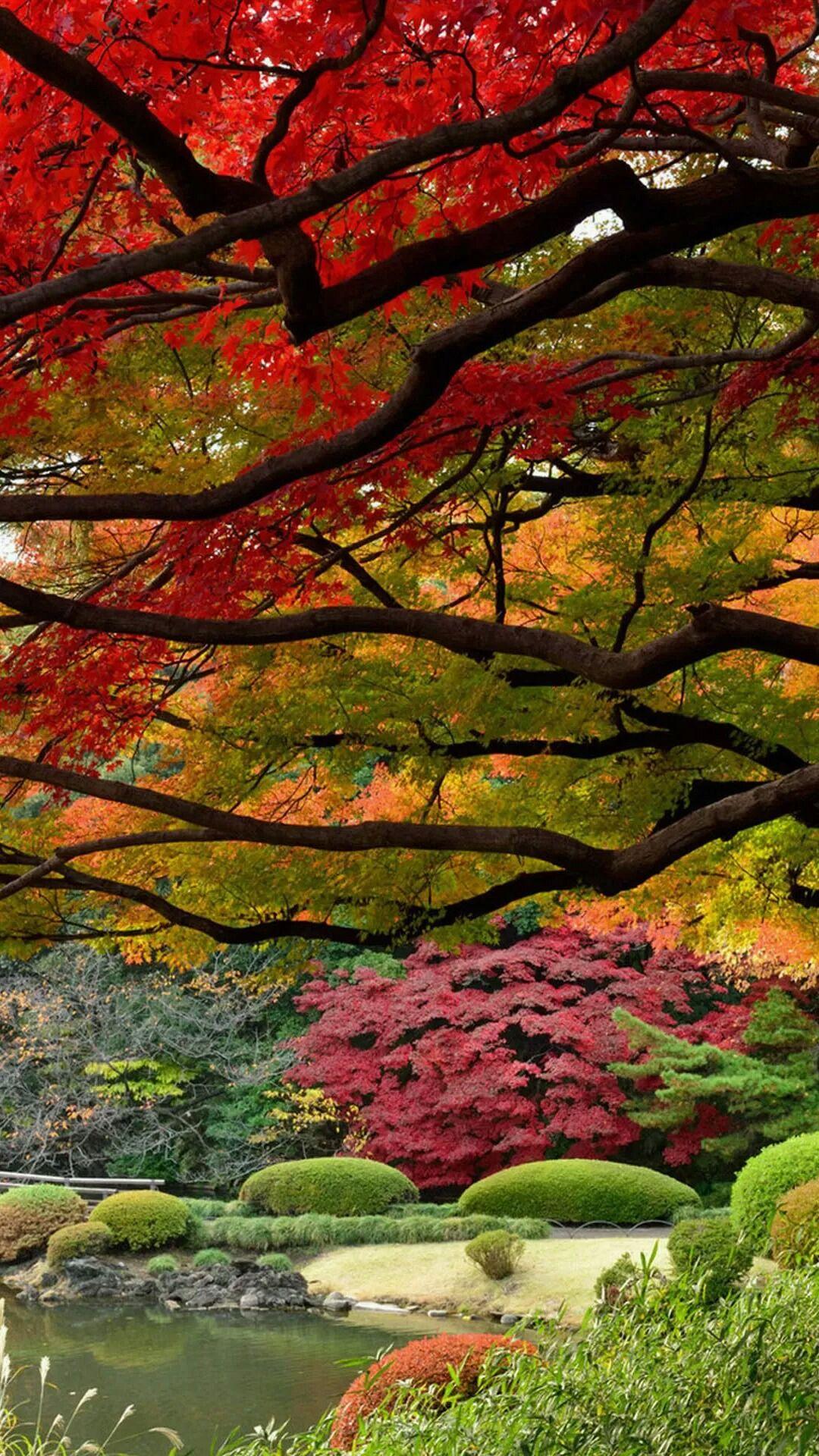 Beautiful Garden Lake on Autumn Fall Season iPhone wallpaper. Tap