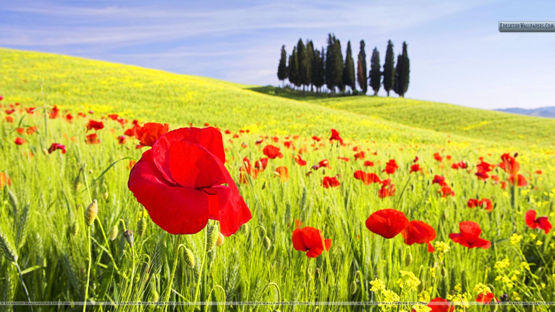 Red Poppies, Tuscany, Italy Wallpaper