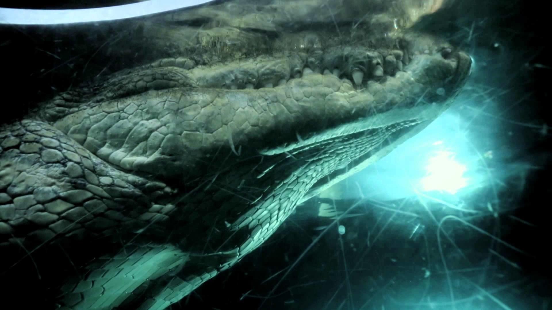 River Monster Wallpapers - Wallpaper Cave