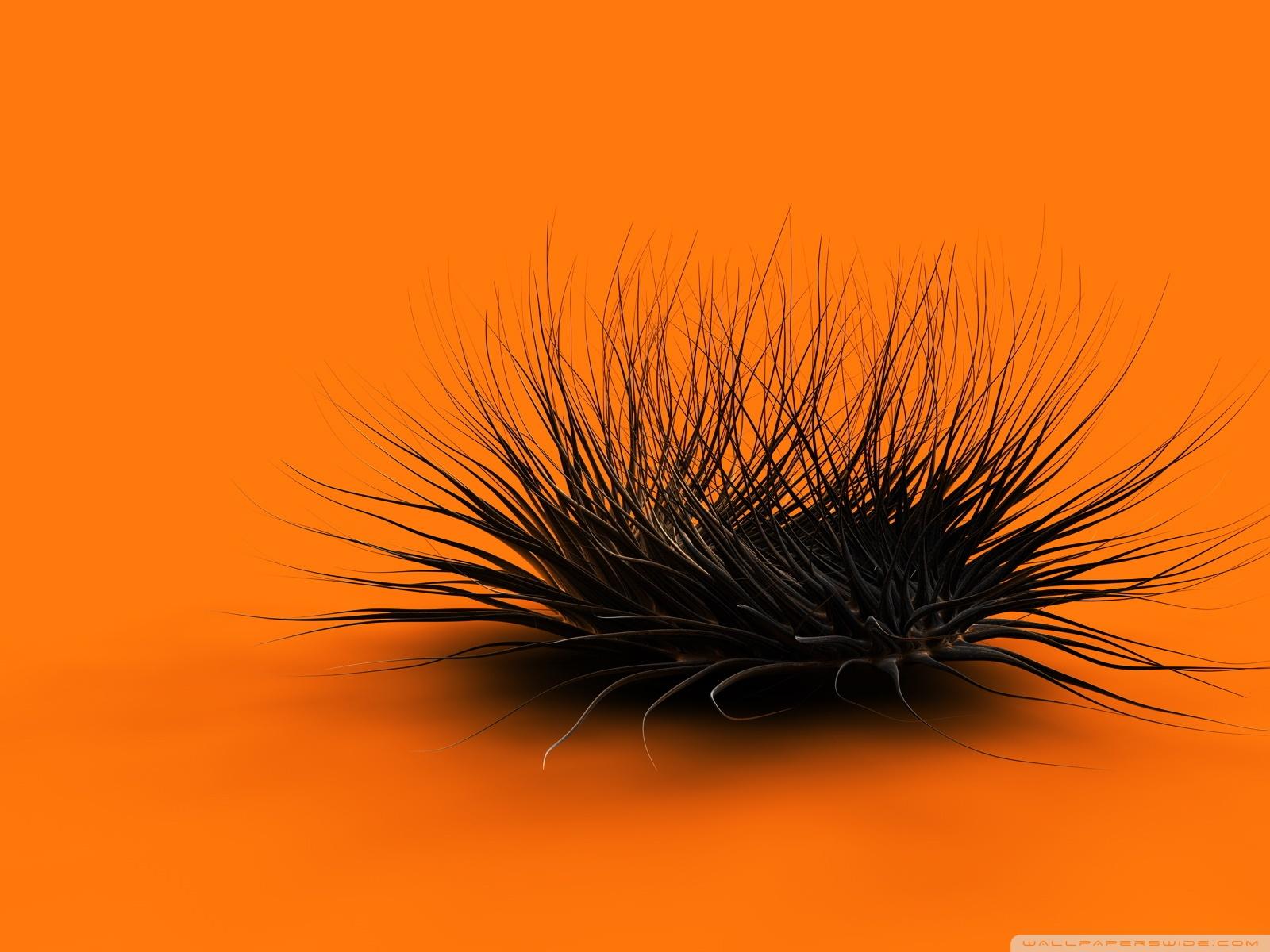 Strange Creature Orange ❤ 4K HD Desktop Wallpaper for 4K Ultra HD