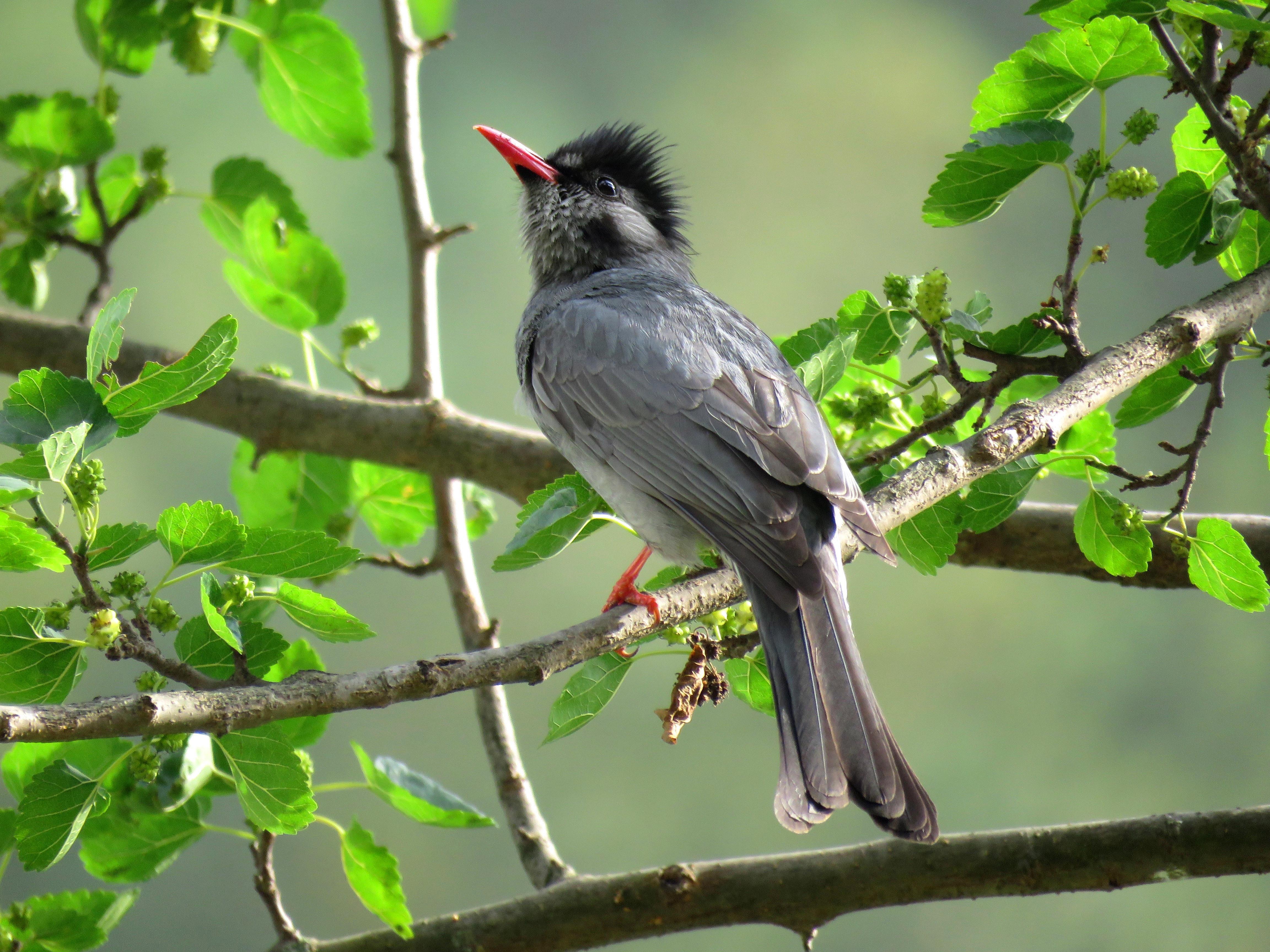 Browneared Bulbul HD Wallpapers and Backgrounds