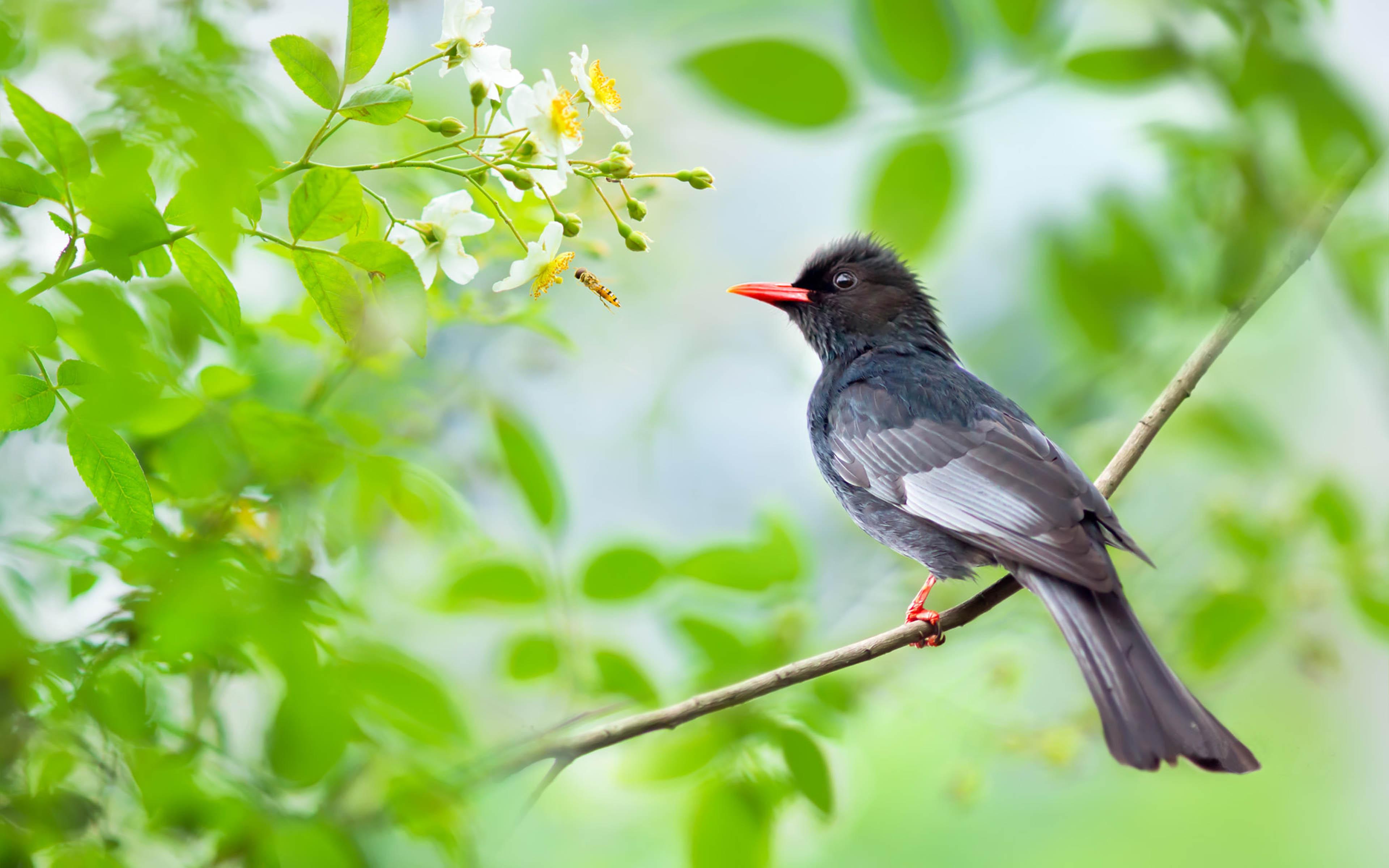 Birds The Black Bulbul Himalayan Black Bulbul Or Asian Scientific