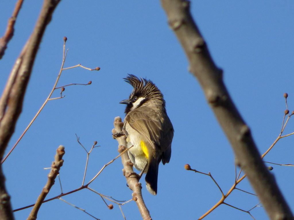 Himalayan Bulbul in the Swat Valley, Khyber Pakhtunkhwa Pr