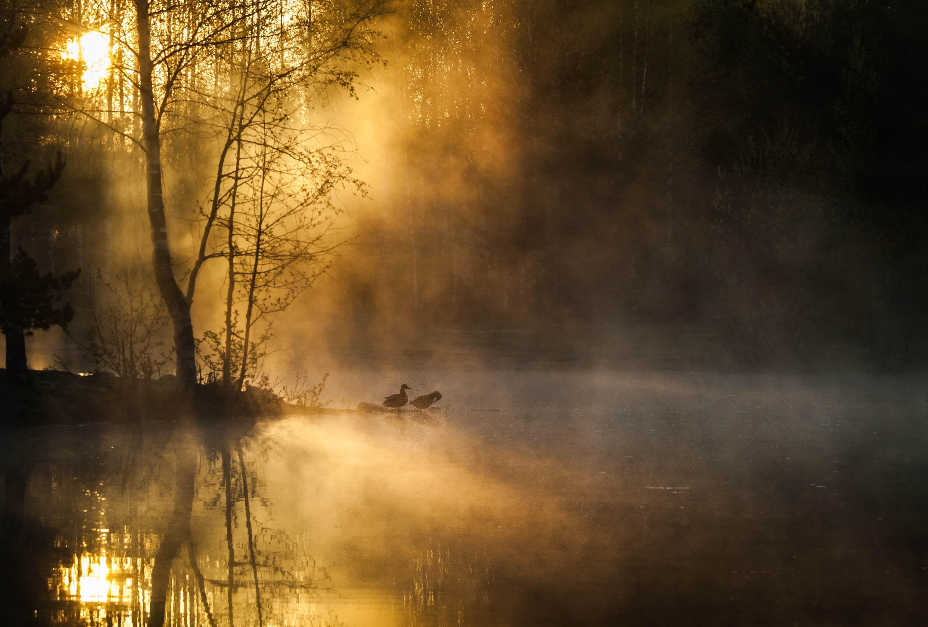 Morning Mist Birds Forest River Wallpaper [3040x2055]