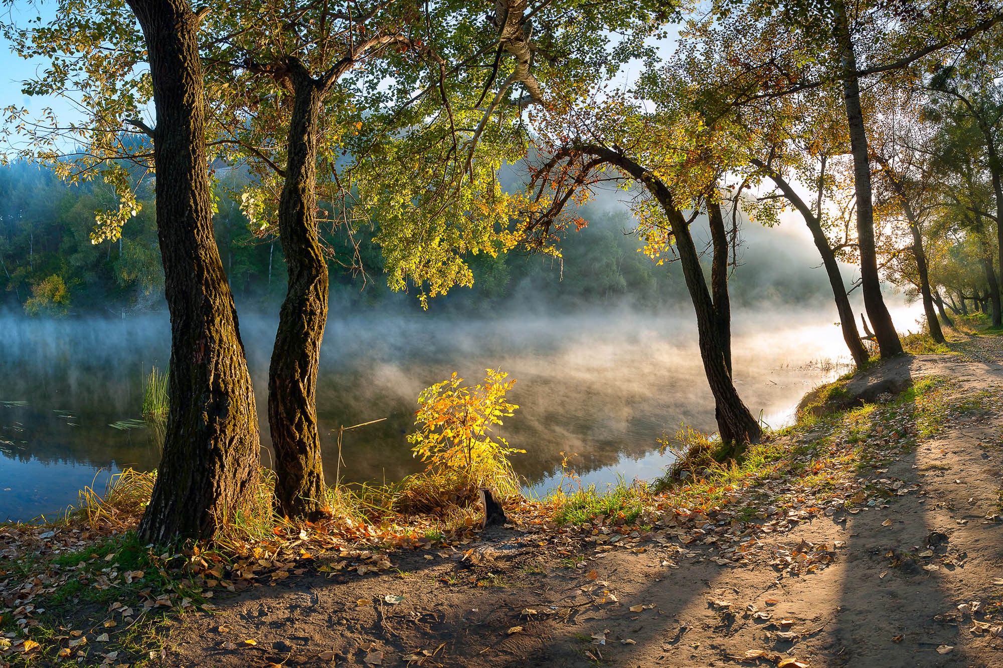 sunrise, Leaves, River, Mist, Morning, Forest, Path, Water, Nature