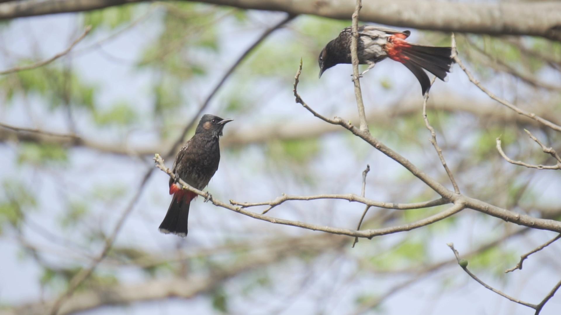 Two Red Vented Bulbuls Interacting with each other in slow motion