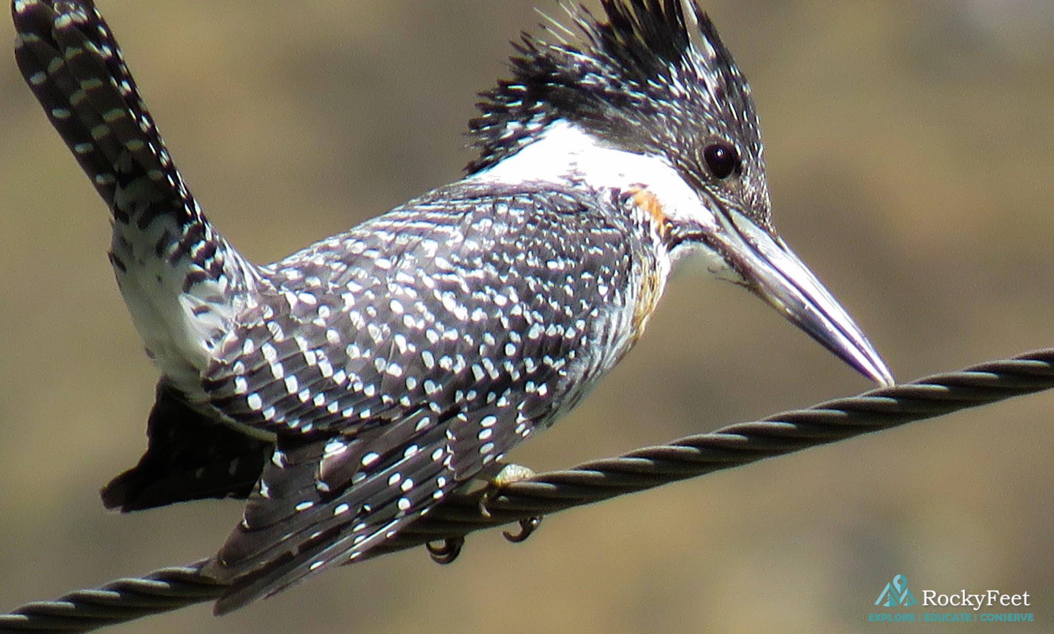 BIRDING DIARIES. TIRTHAN VALLEY. QUEST FOR THE CRESTED KINGFISHER