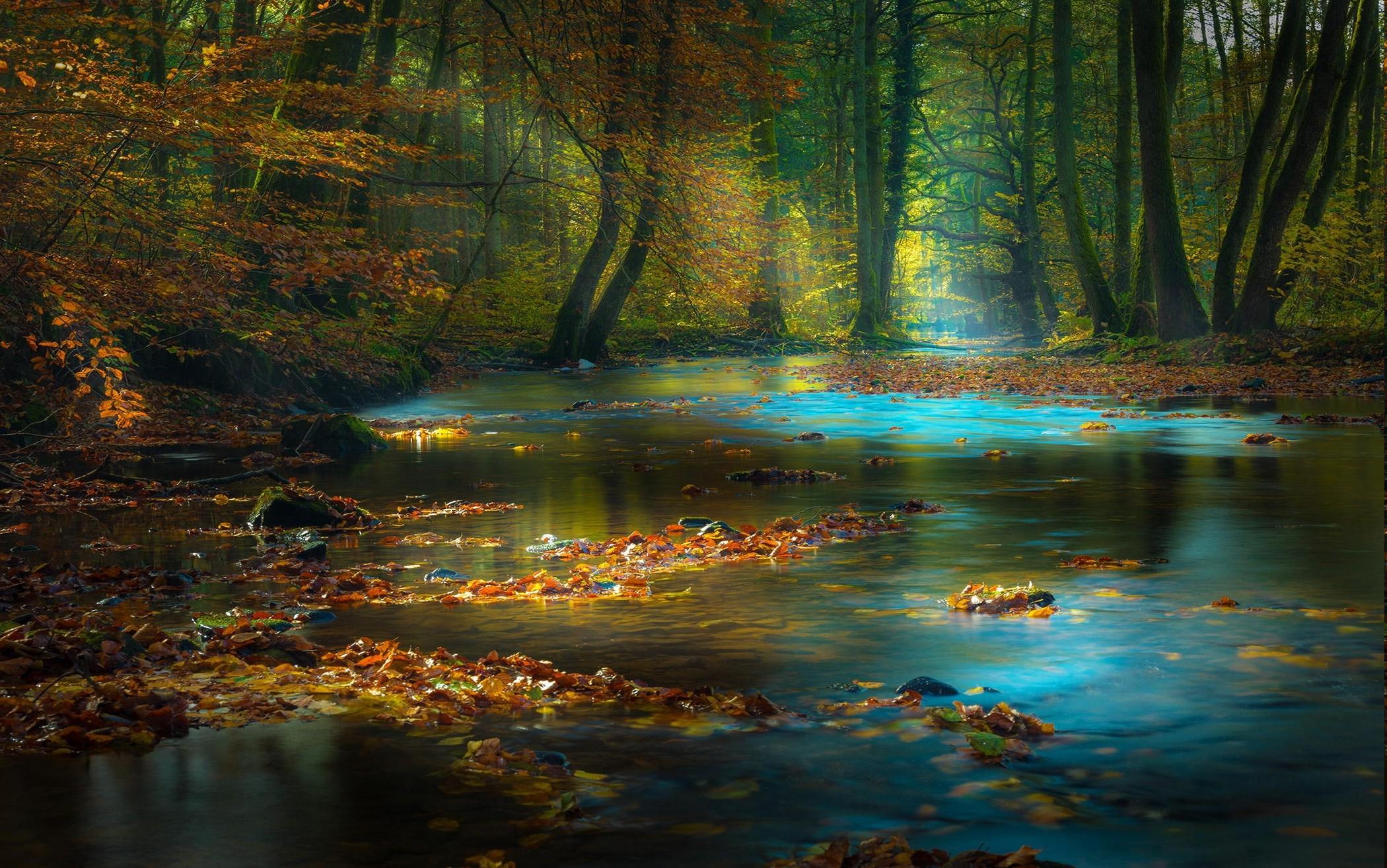 nature, Landscape, Forest, River, Fall, Leaves, Sun Rays, Mist