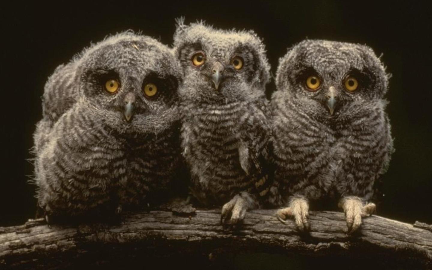 Young Owls Wallpaper photo and wallpaper. All Young Owls Wallpaper