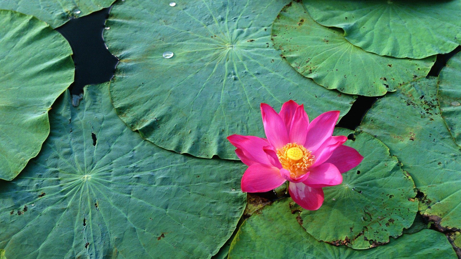 Lotus HD Wallpaper. Lotus. Lotus flower