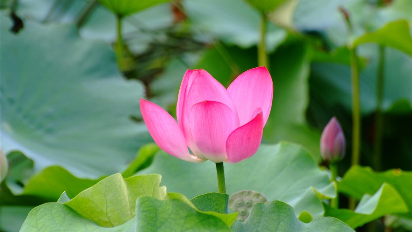 Rose And Lotus Wallpapers - Wallpaper Cave