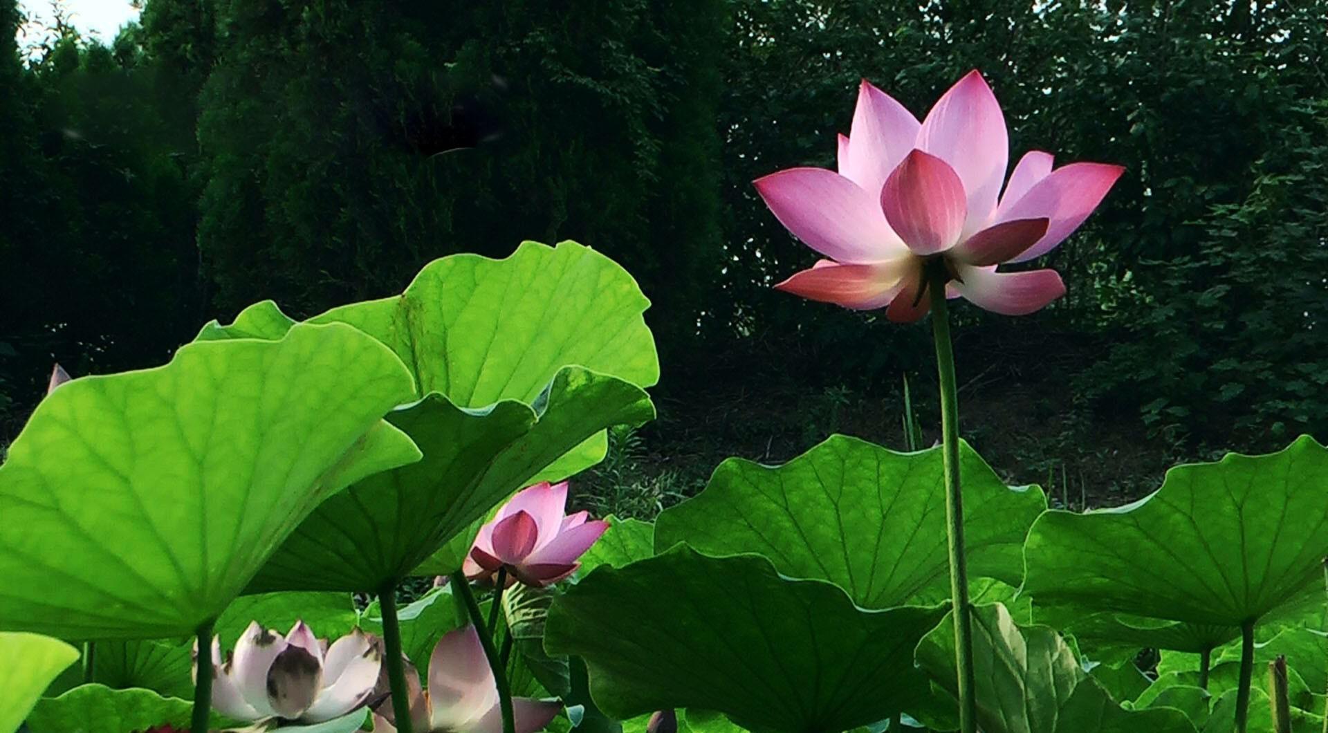 Rose And Lotus Wallpapers - Wallpaper Cave