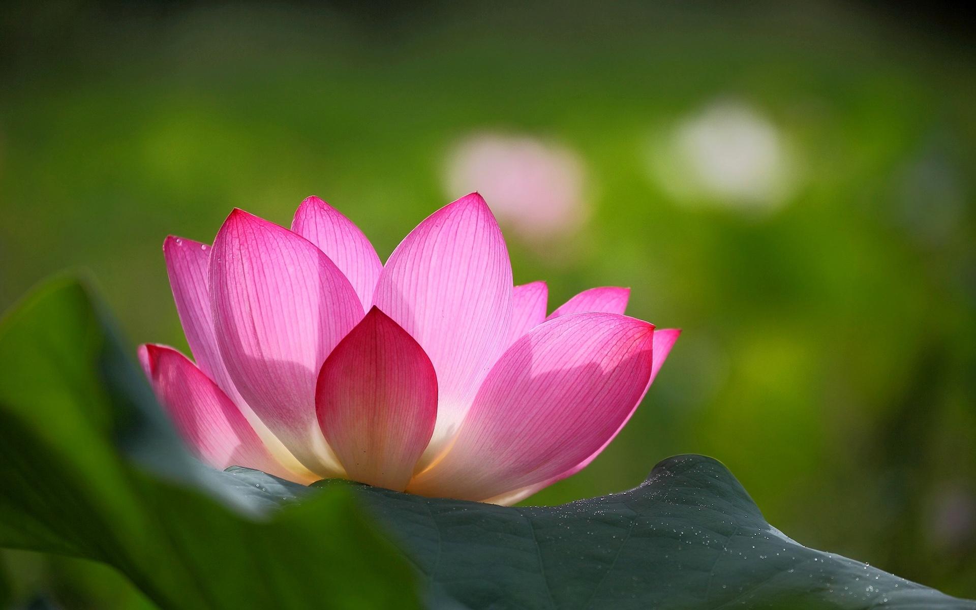 Rose And Lotus Wallpapers - Wallpaper Cave