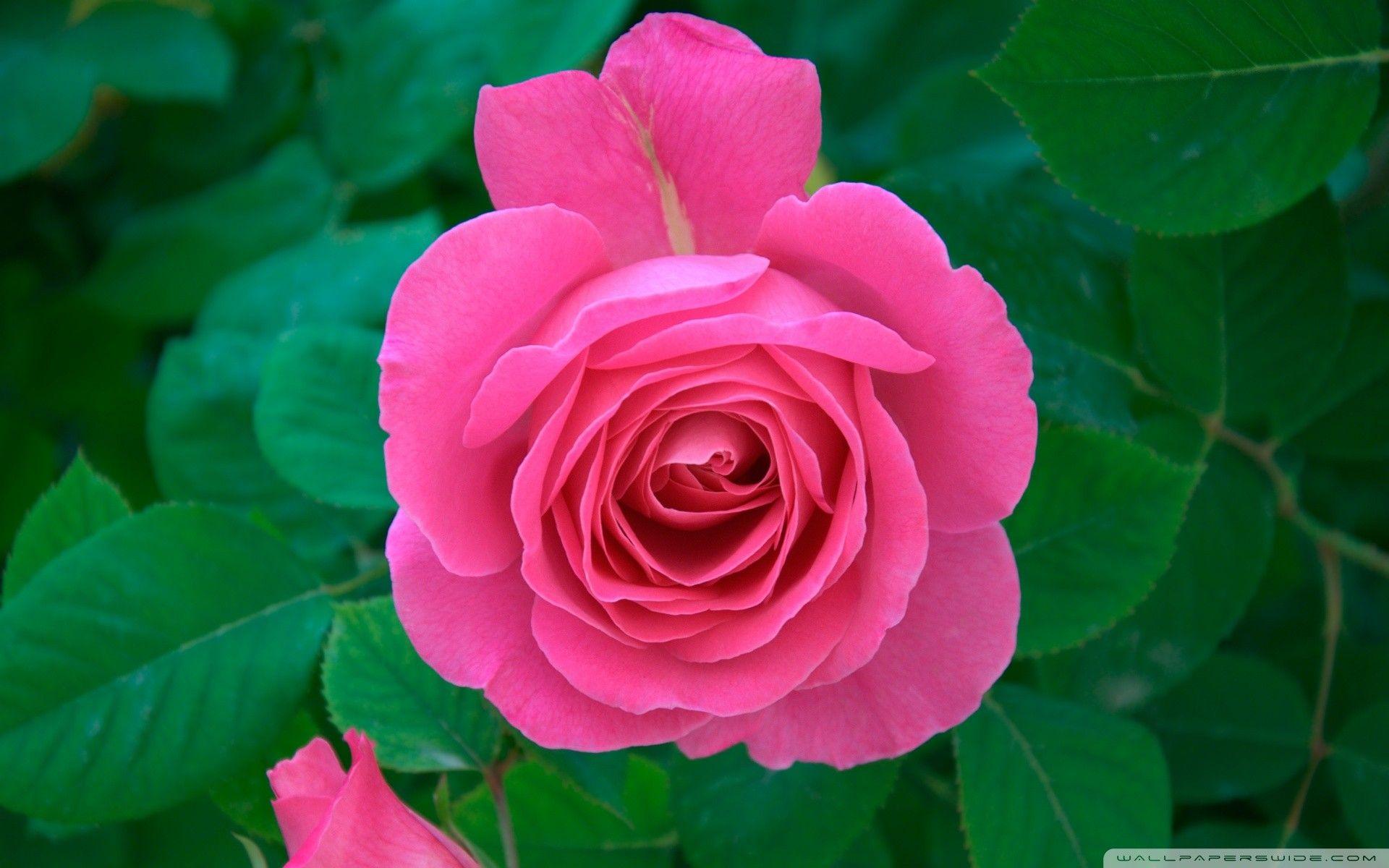 Rose And Lotus Wallpapers - Wallpaper Cave