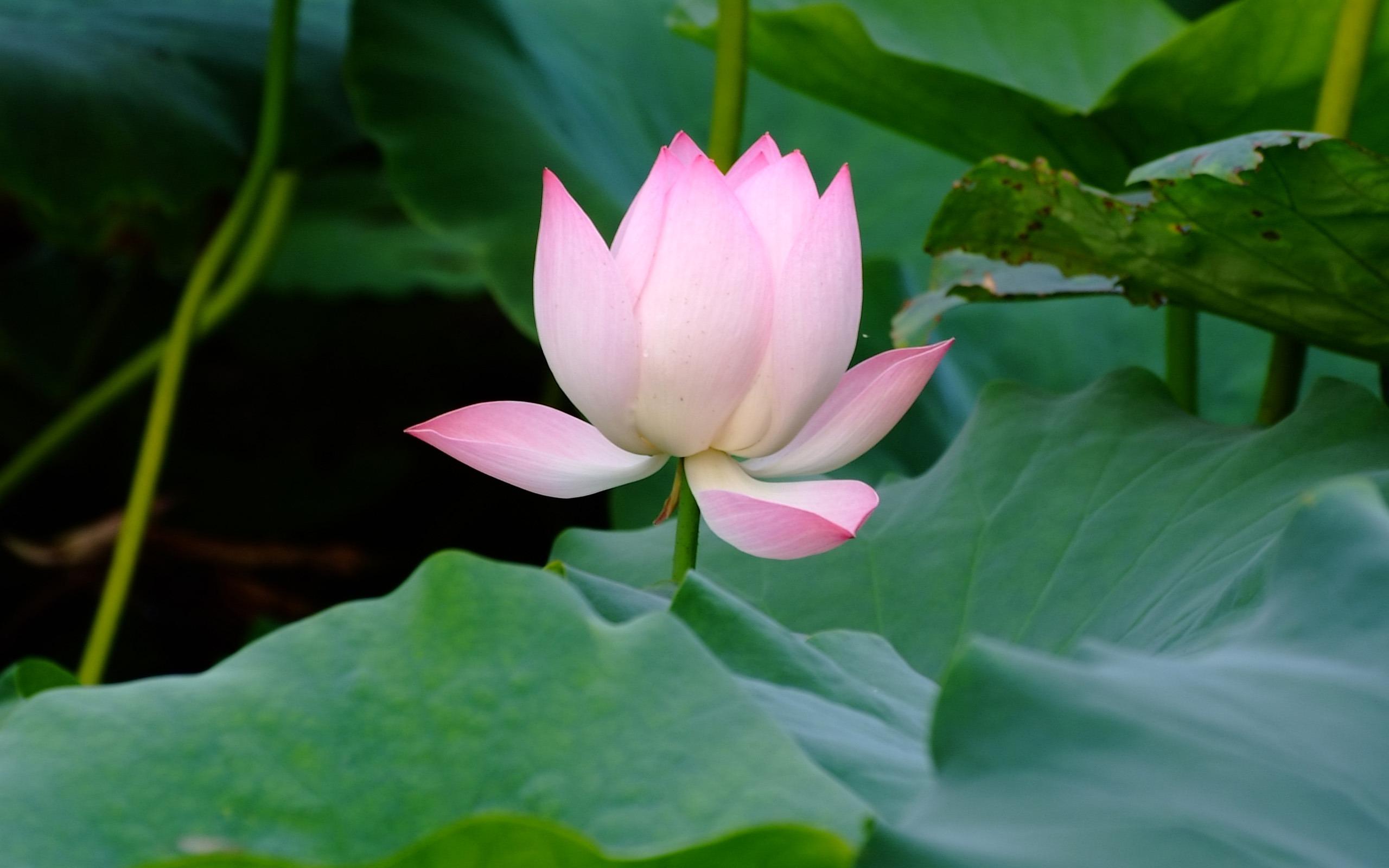 Rose And Lotus Wallpapers - Wallpaper Cave