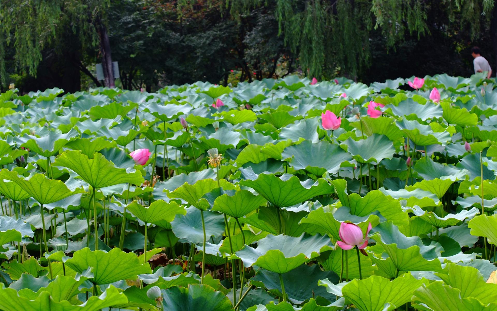 Free download Rose Garden Of The Lotus Rebar Works wallpaper HD 2077 [1920x1200] for your Desktop, Mobile & Tablet. Explore Lotus Garden Wallpaper. Lotus Garden Wallpaper, Lotus Esprit Wallpaper, Lotus Wallpaper