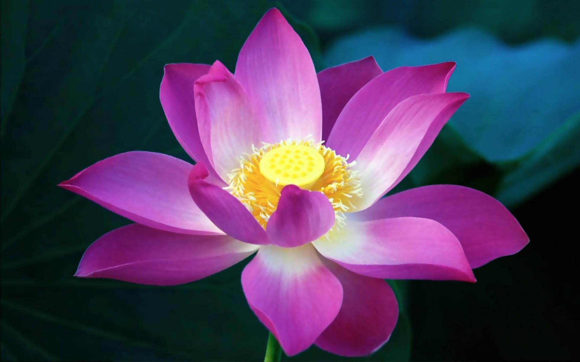 Lotus Flower Background Wallpaper