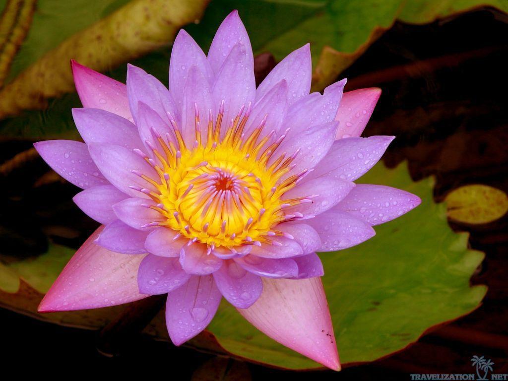 Rose And Lotus Wallpapers - Wallpaper Cave