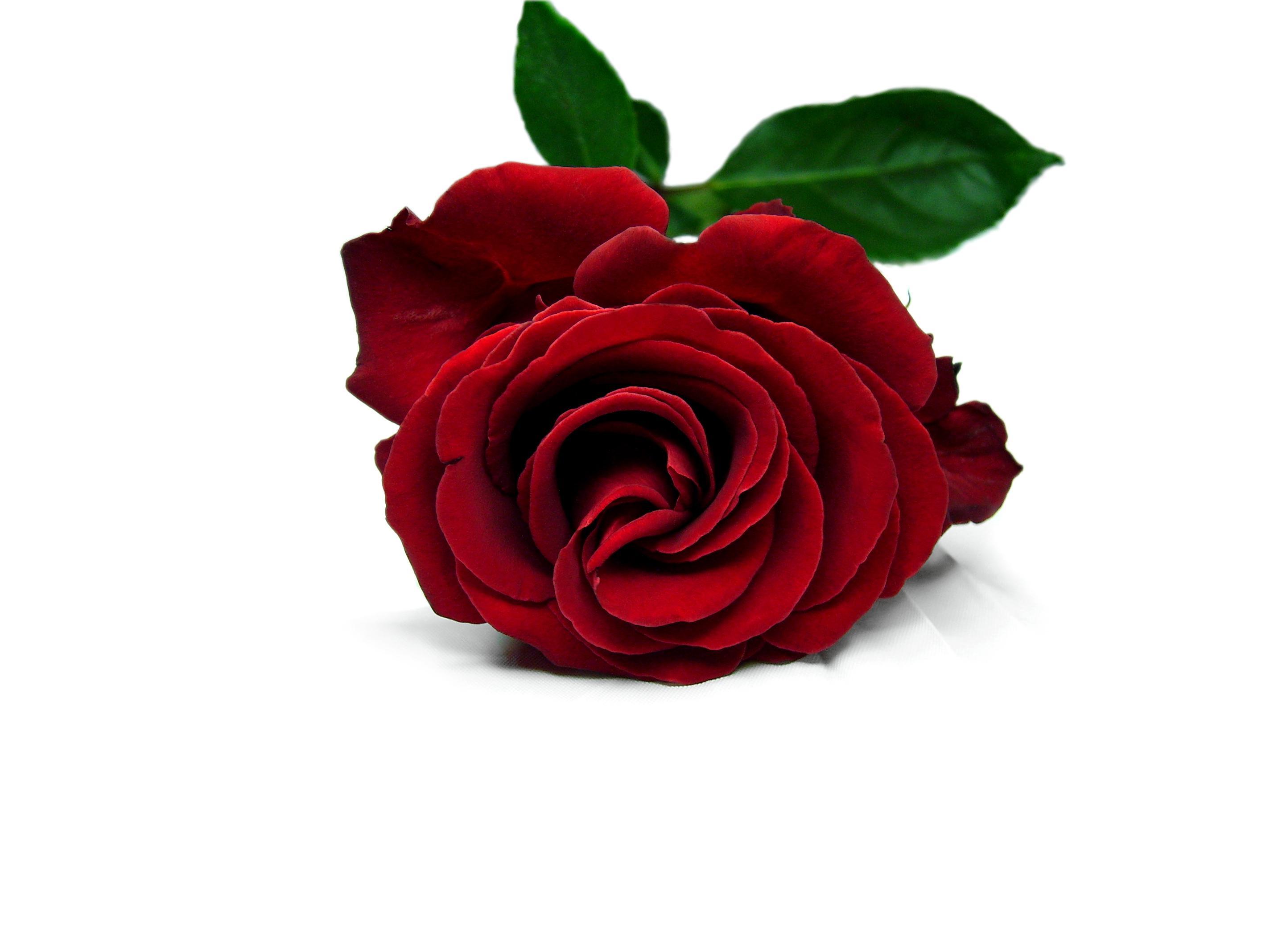 Rose and lotus wallpapers wallpaper cave
