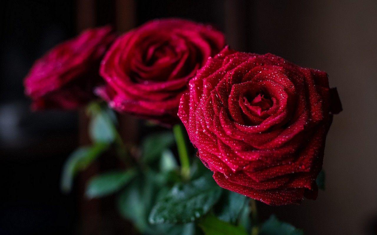 Rose And Lotus Wallpapers - Wallpaper Cave