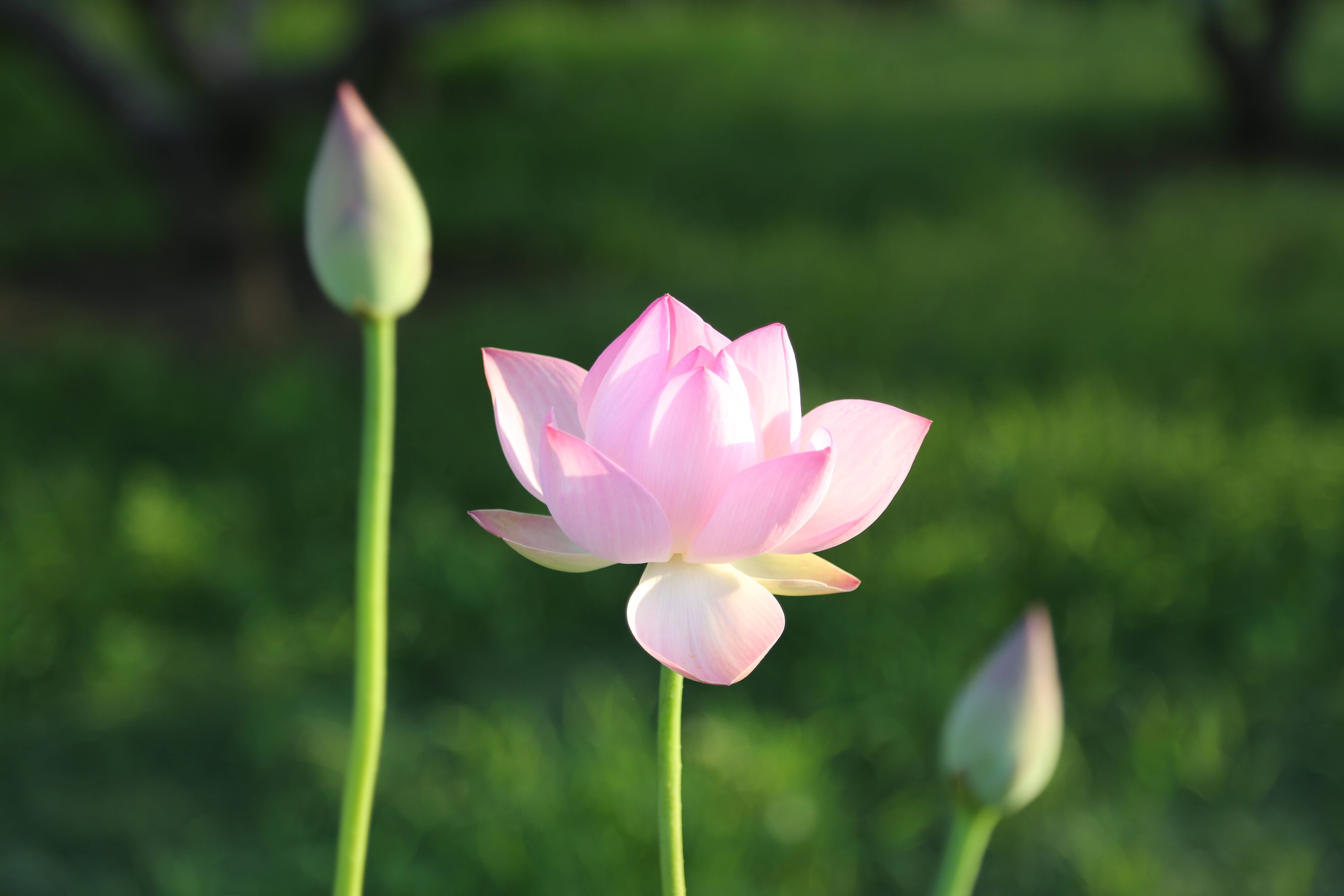 Rose And Lotus Wallpapers - Wallpaper Cave