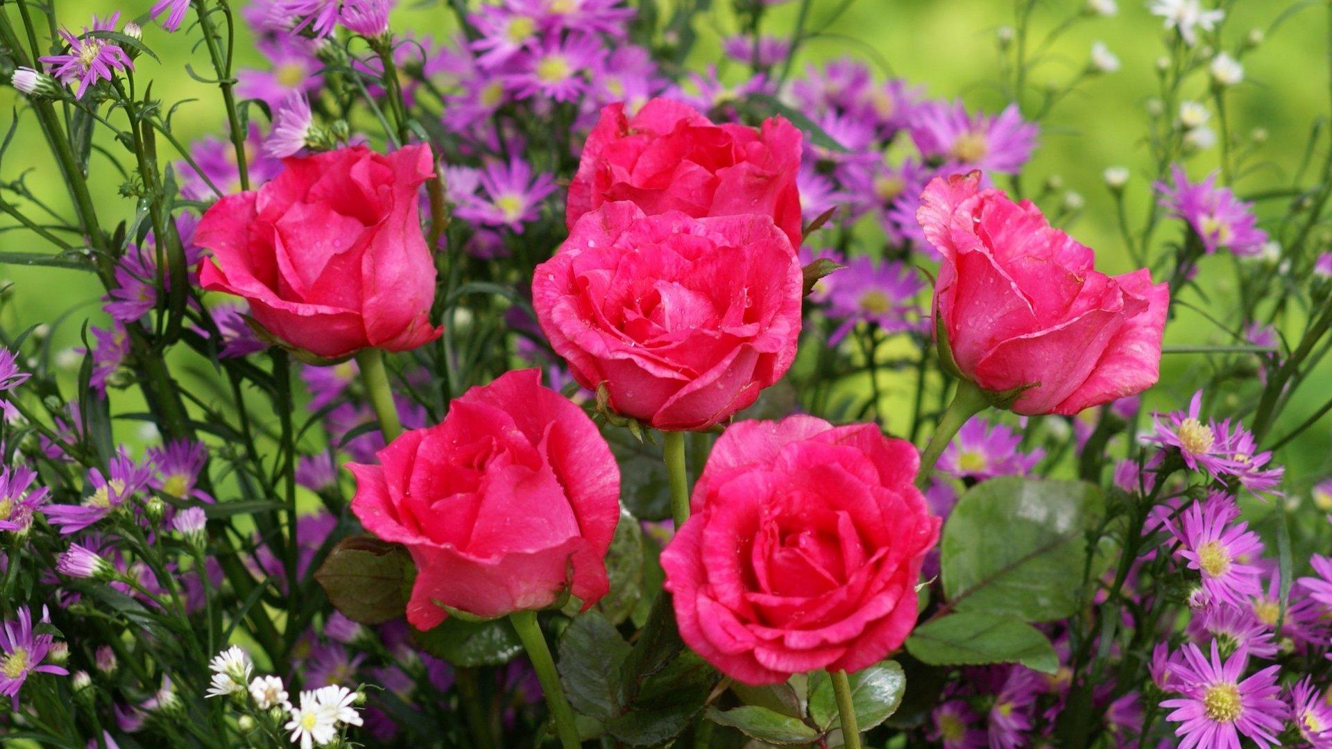 Rose And Lotus Wallpapers - Wallpaper Cave