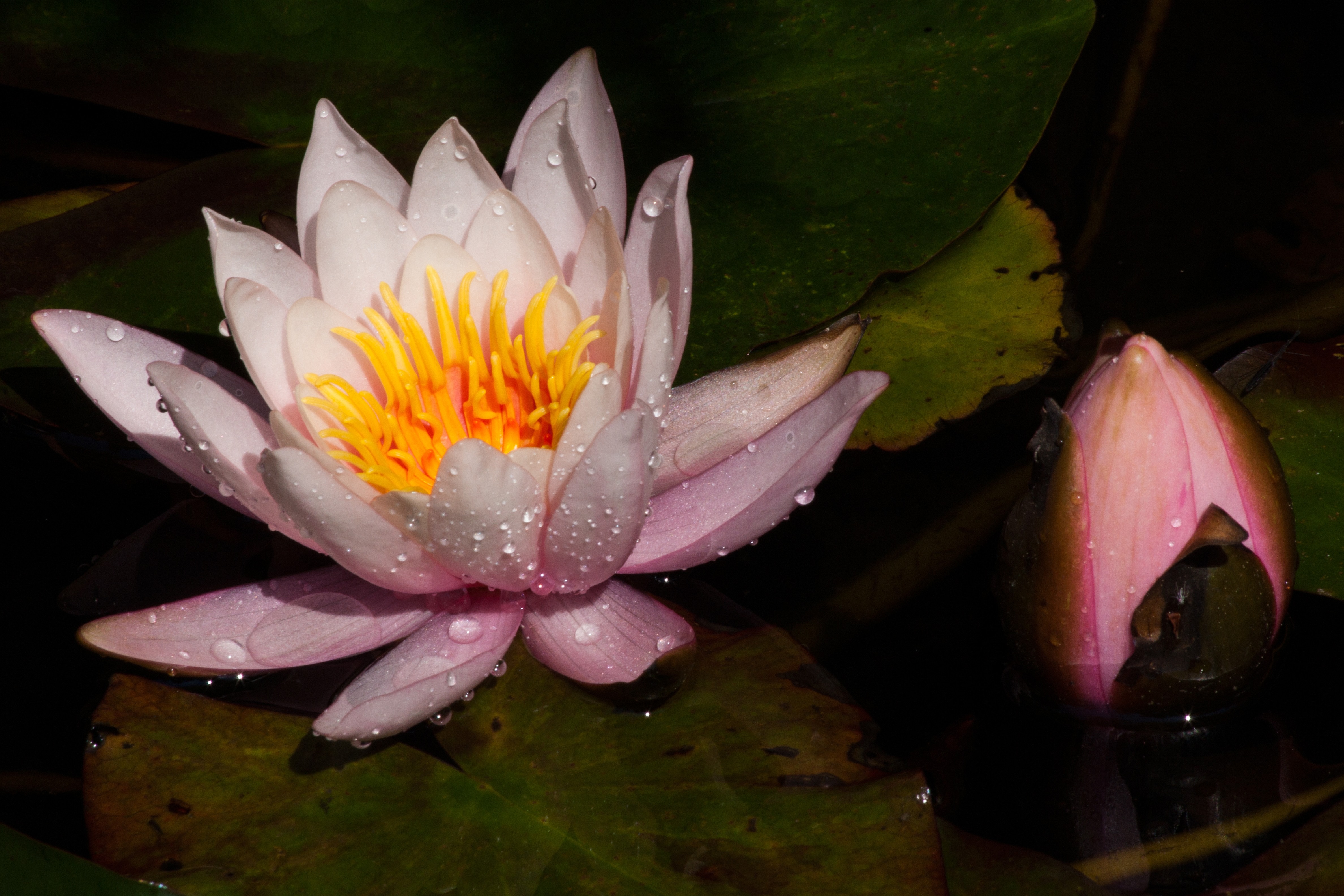 Rose And Lotus Wallpapers - Wallpaper Cave
