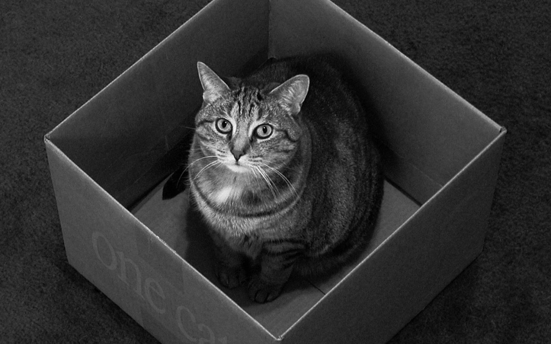 SchrÃ¶dingers cat animals cats quantum physics wallpaper