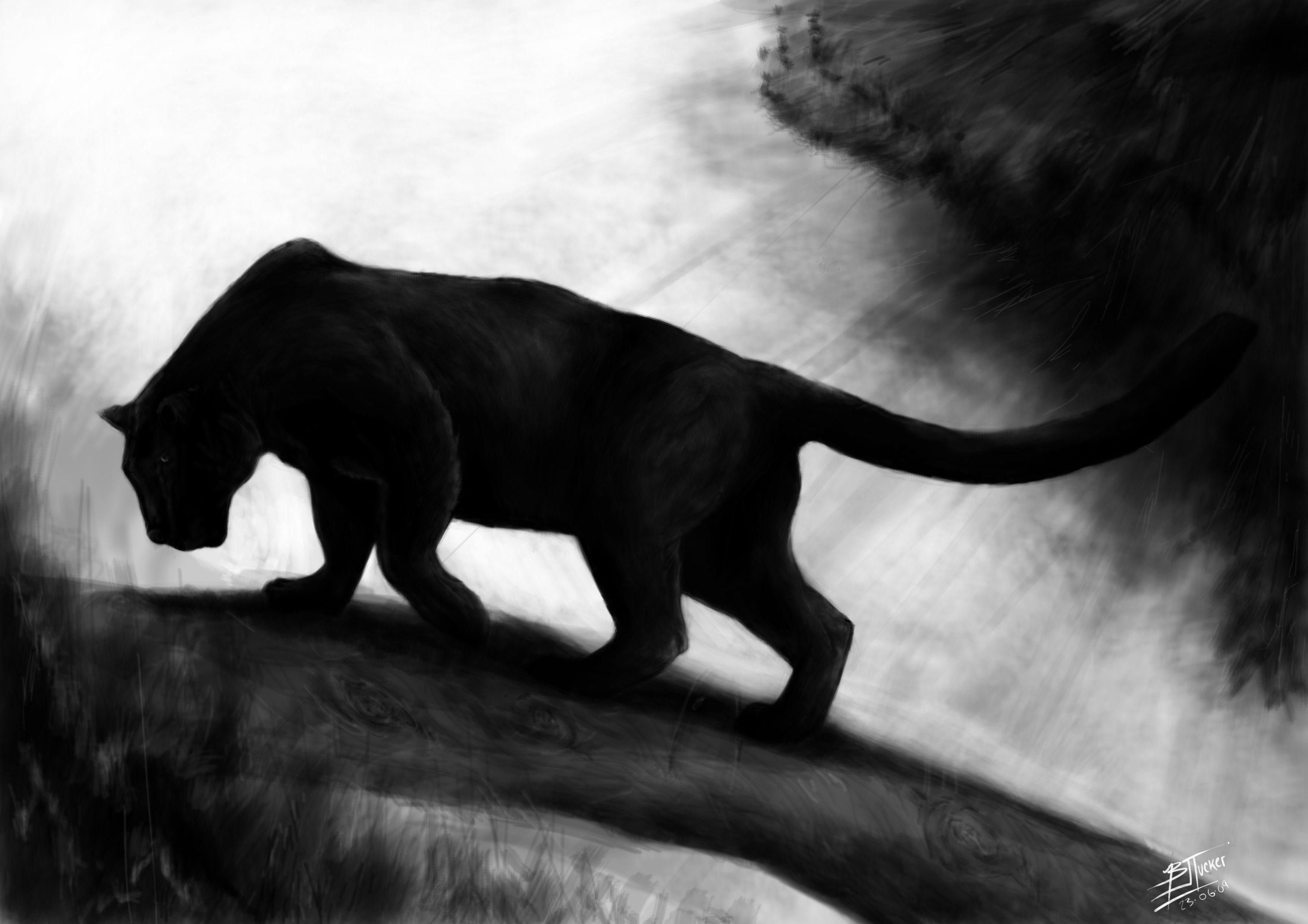 White and Black Panther Wallpaper Free White and Black