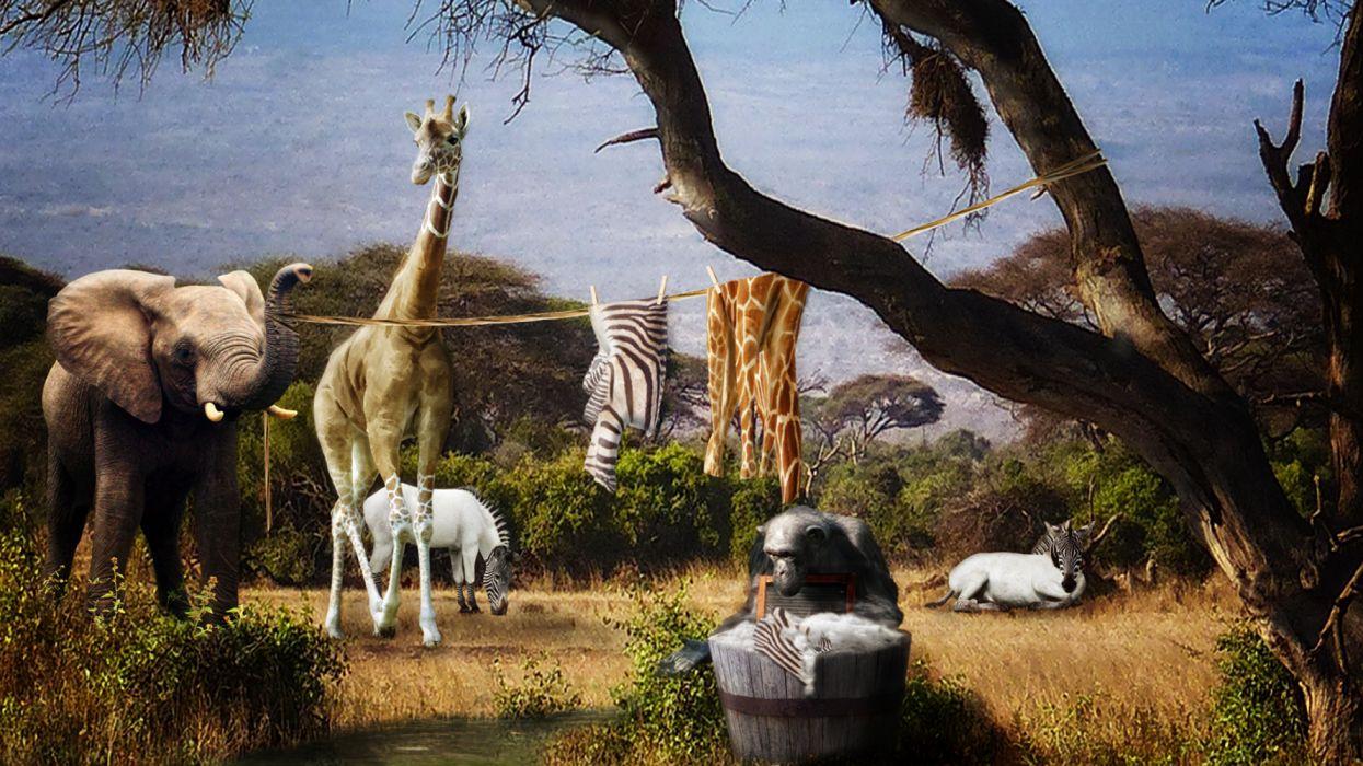 Elephants Giraffes Creative Laundry Day In Africa humor wallpaper