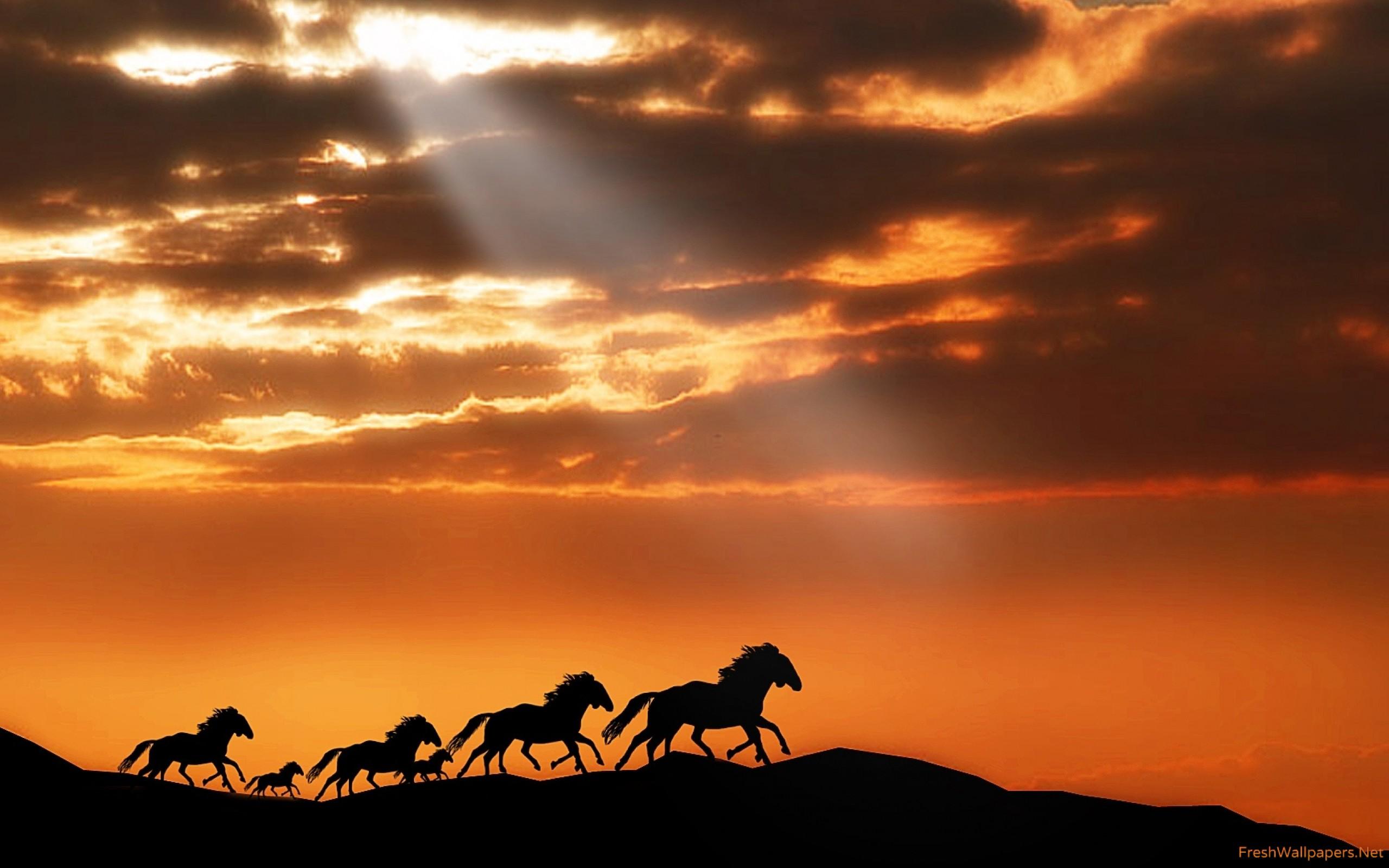 Wild Horses Run at Sunset wallpaper