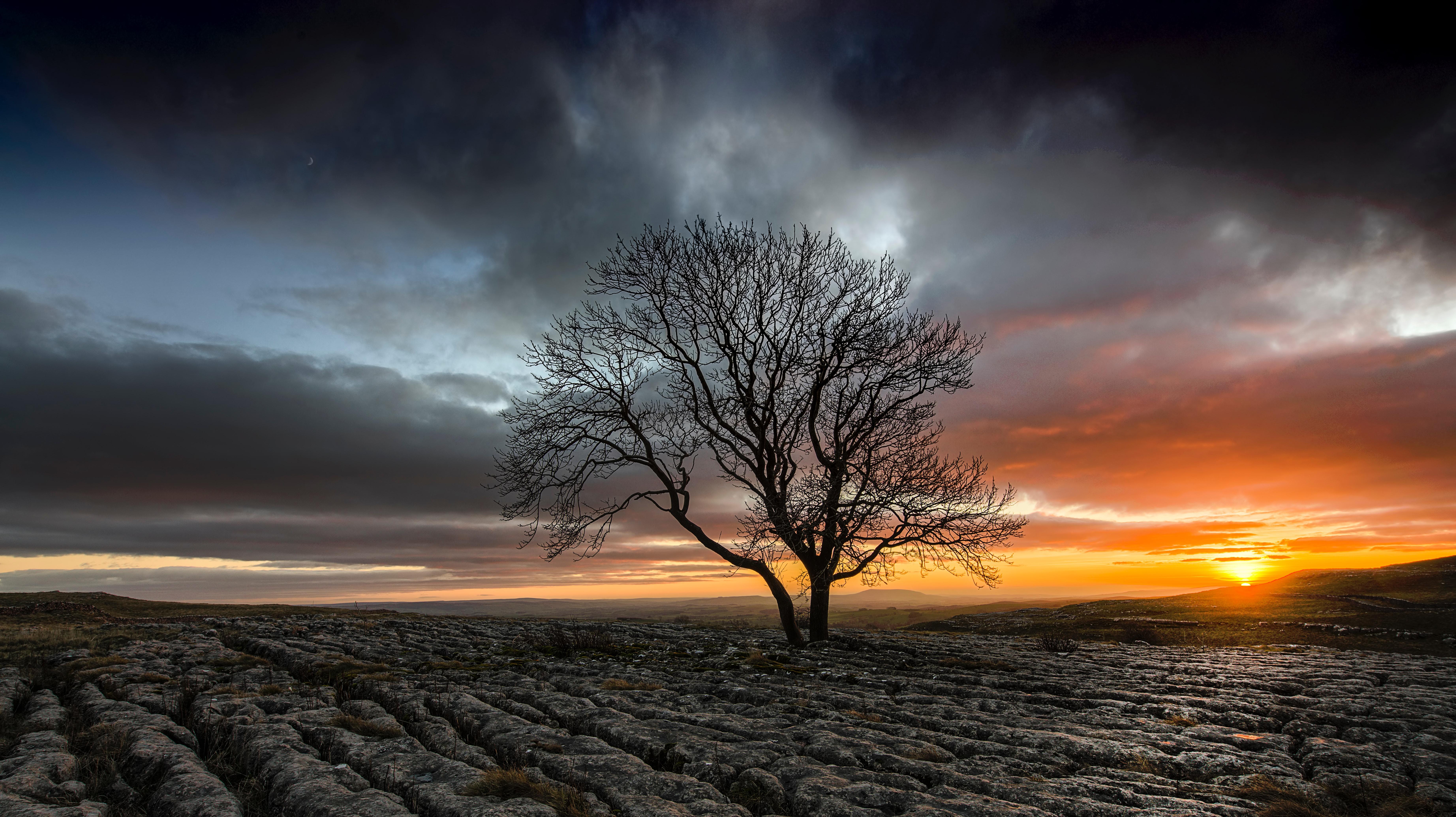 Lonely Tree In Drought Field Sunset, HD Nature, 4k Wallpaper