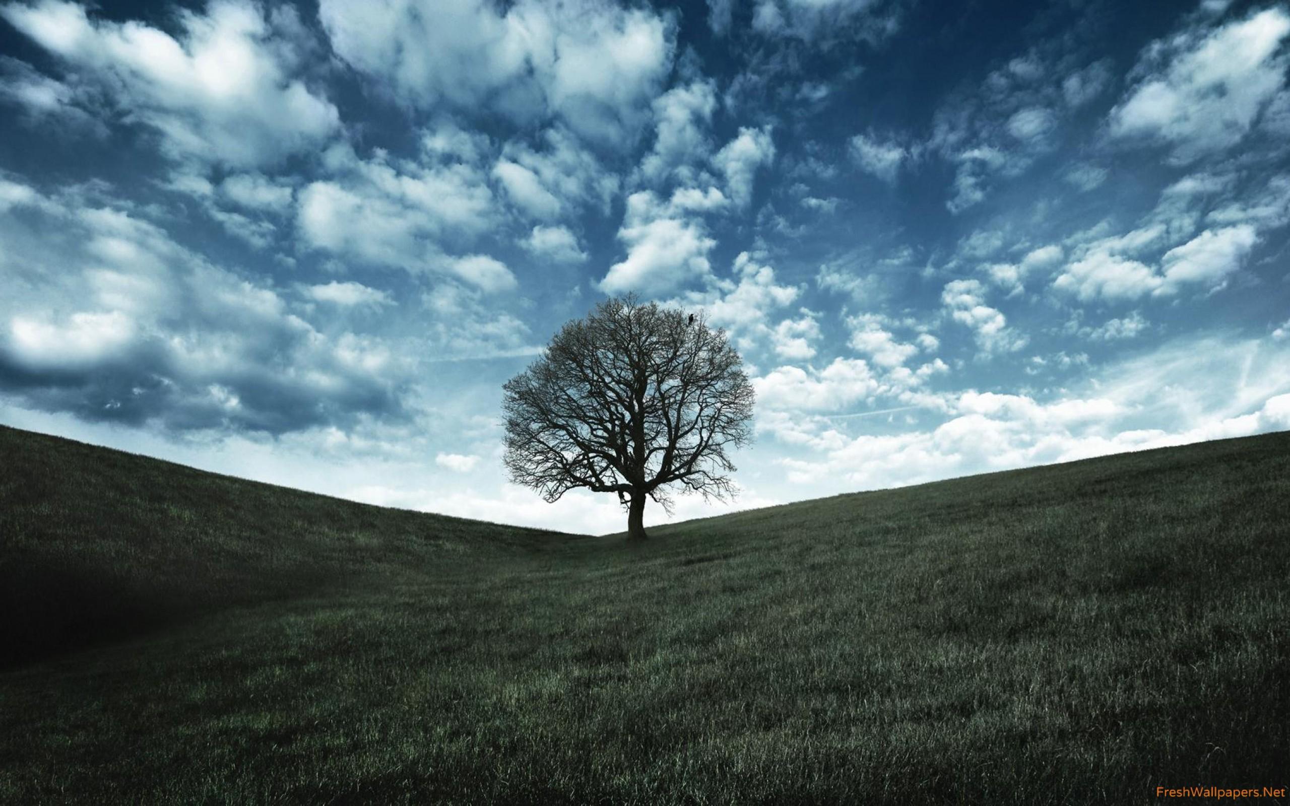 Lonely tree wallpaper