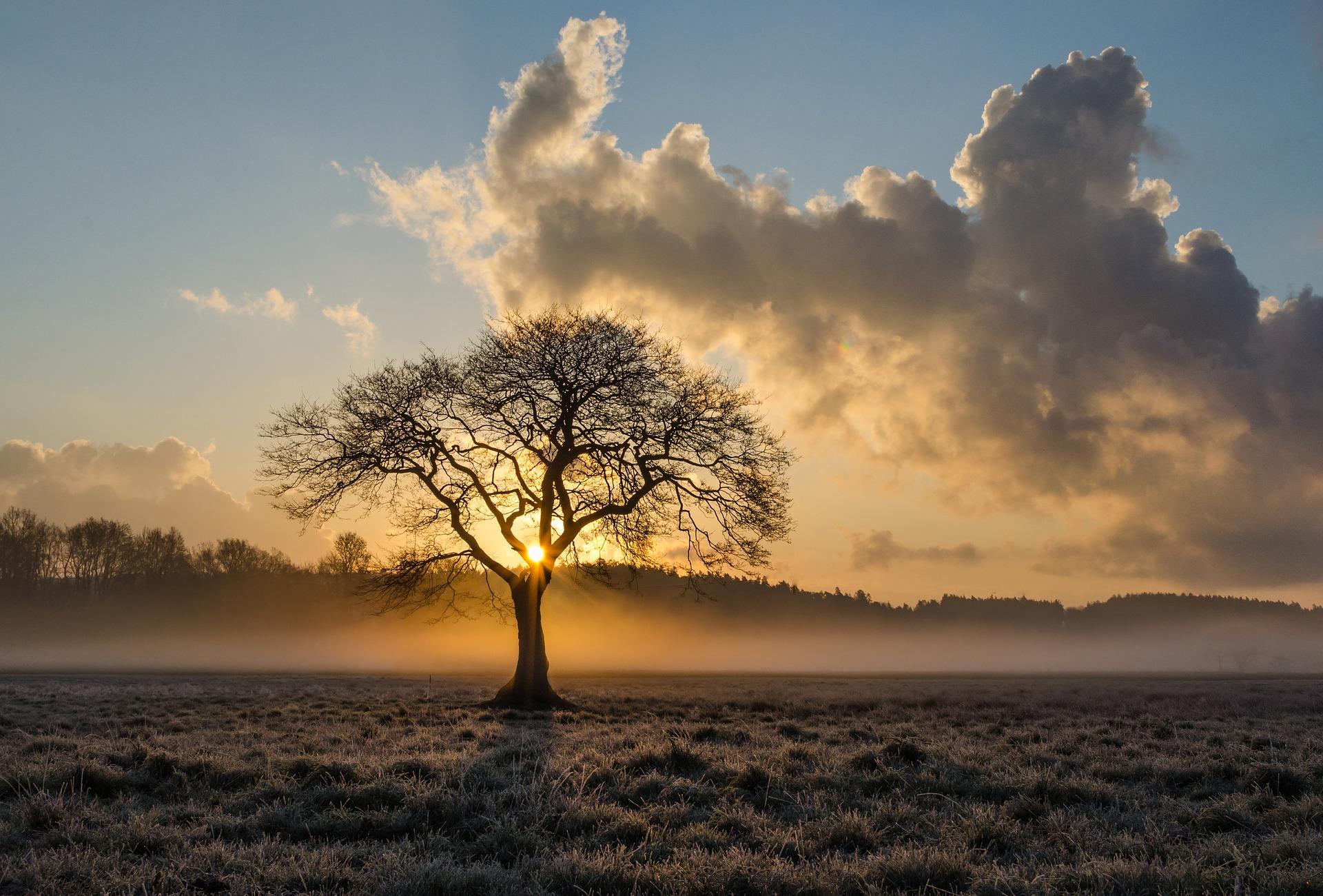 Sunlight Beaming Through A Lonely Oak Tree