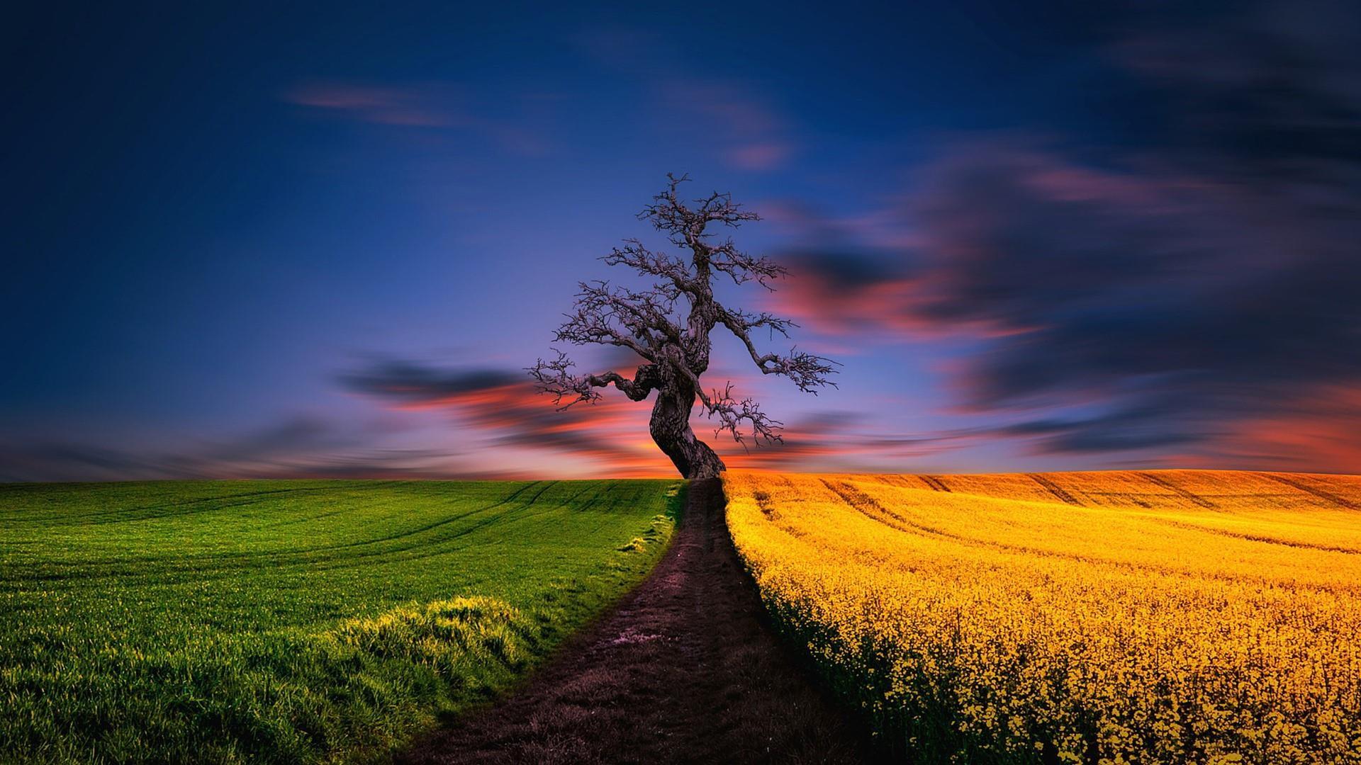 The Lonely Tree by Nicholas Halliday