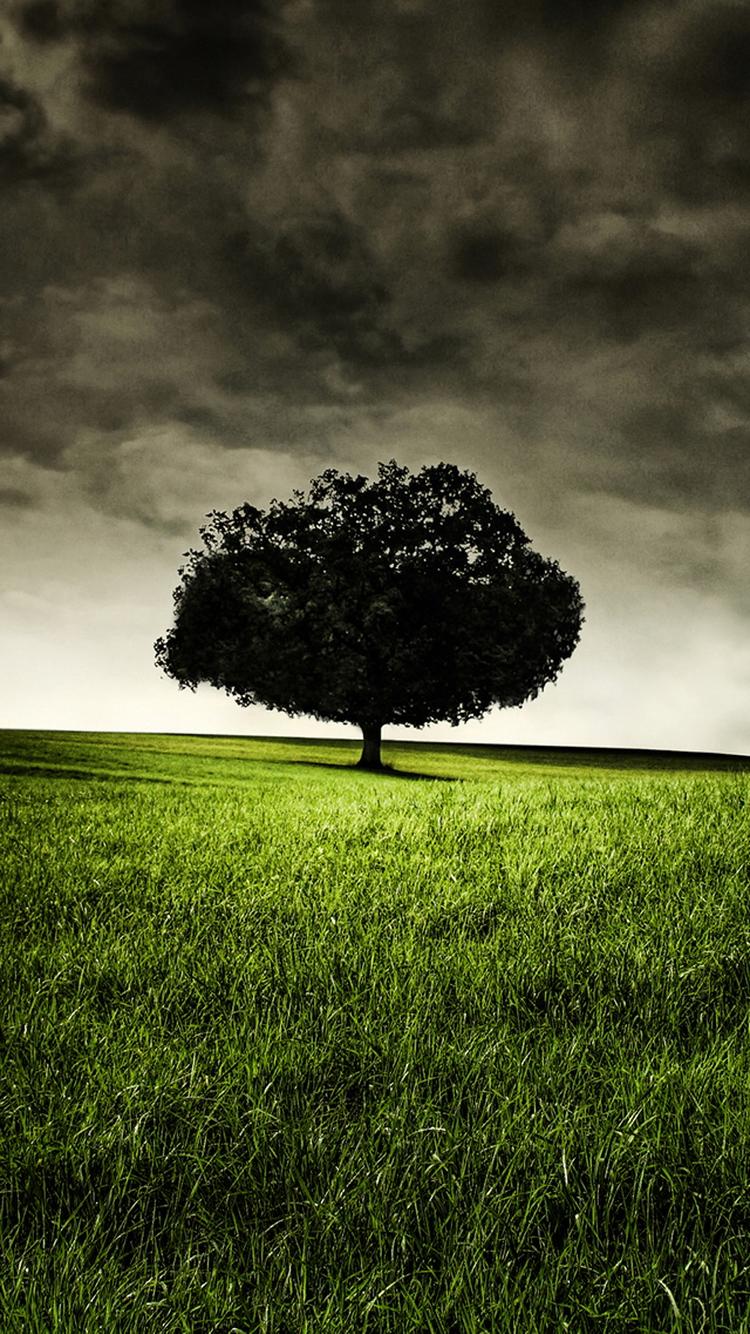 Lonely Tree On Hill iPhone 6 Wallpaper HD Download