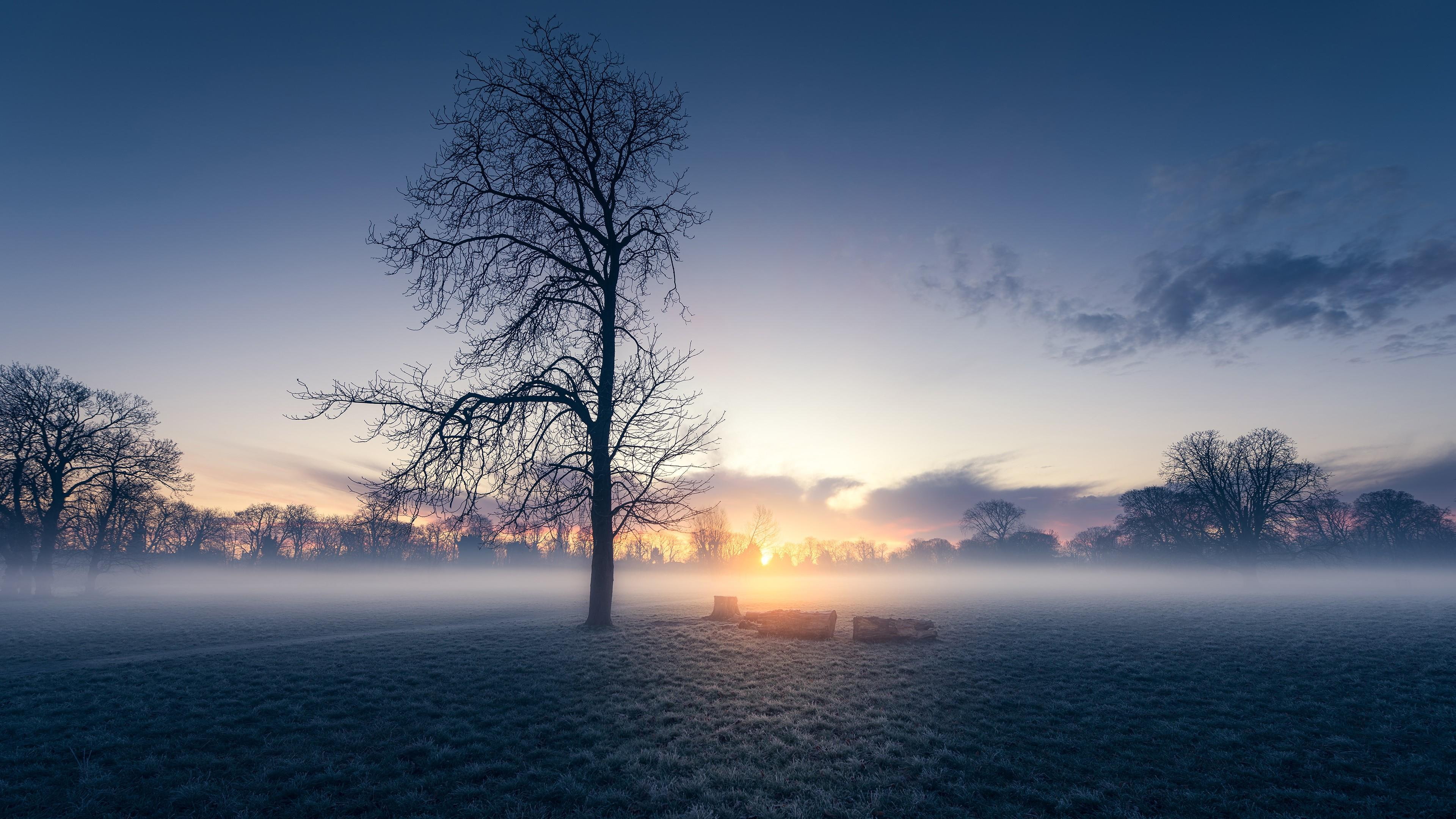 HD wallpaper: misty morning, lone tree, lonely tree, field, sunrise